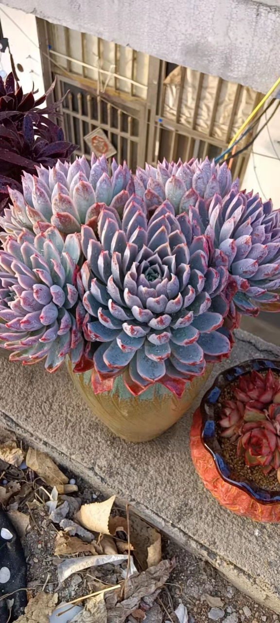 山东花友分享多肉紫罗兰女王,真漂亮吖～#多肉植物