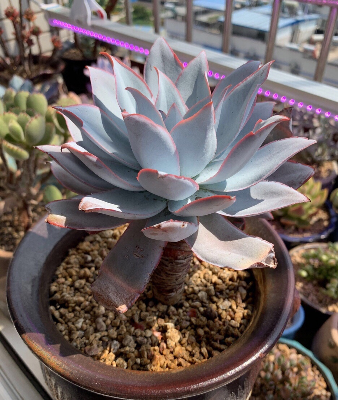 看看花友养的多肉广寒宫,真是仙气十足啊,让人羡慕!