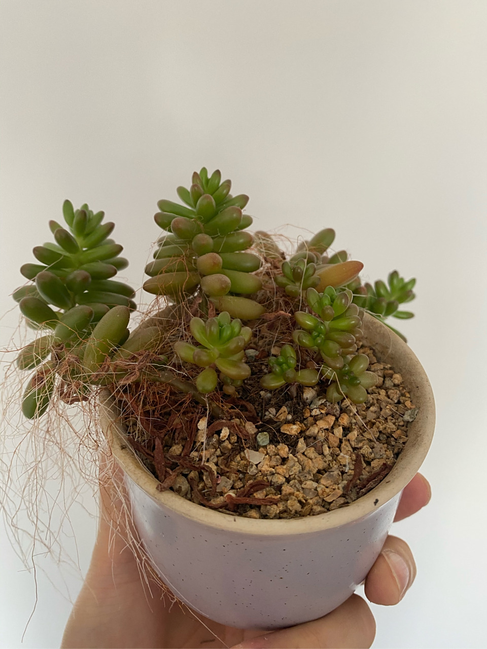 多肉# 虹之玉和乙女心都是非常容易长气根的多肉,如果生长状态良好