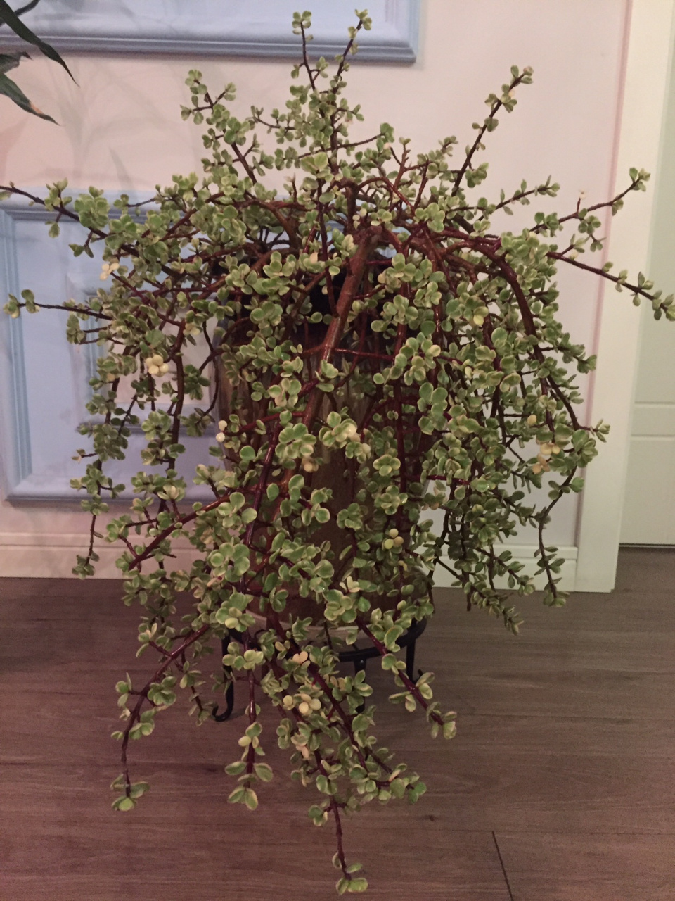 这么大一盆徒长的雅乐之舞,该怎么修剪呢?