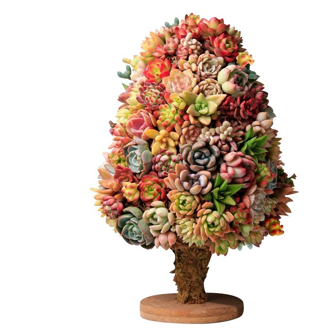 这种造型的多肉拼盘,好看是好看,就是太考验养护技术了,一不小心就