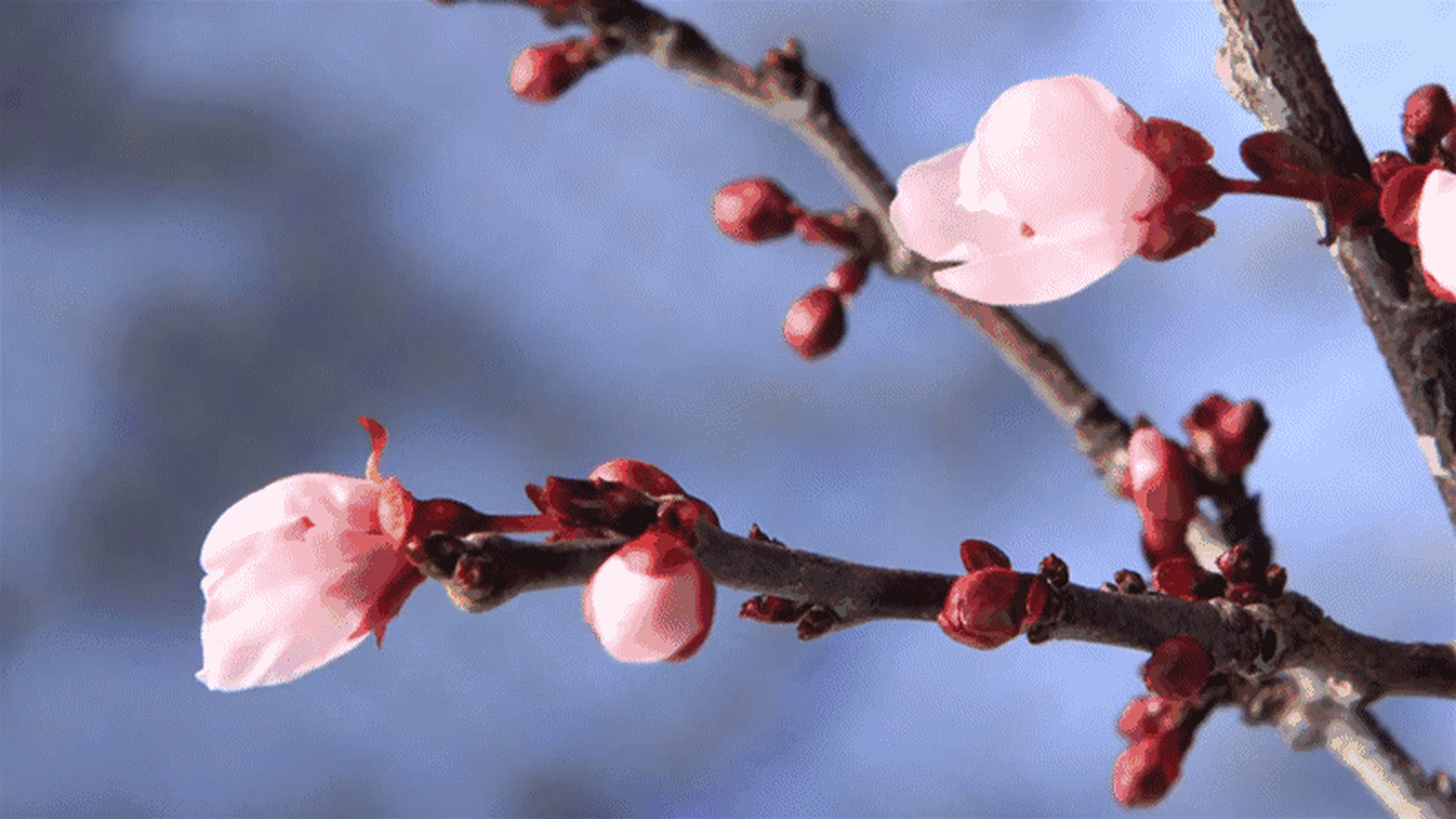 桃花坞里有座桃花庵 桃花庵里有个桃花仙 桃花仙人种着很多桃树 他摘