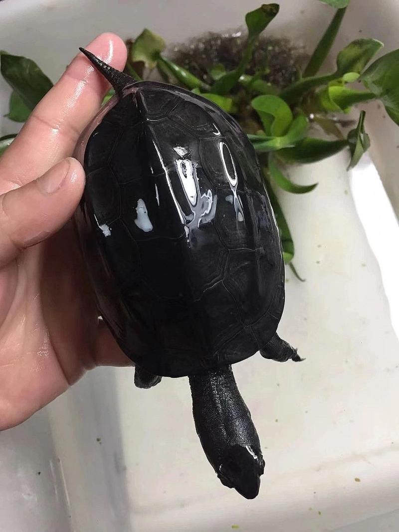 墨龟是一种国产草龟,对环境适应能力强,又名乌龟,中华草龟等,以小虾和