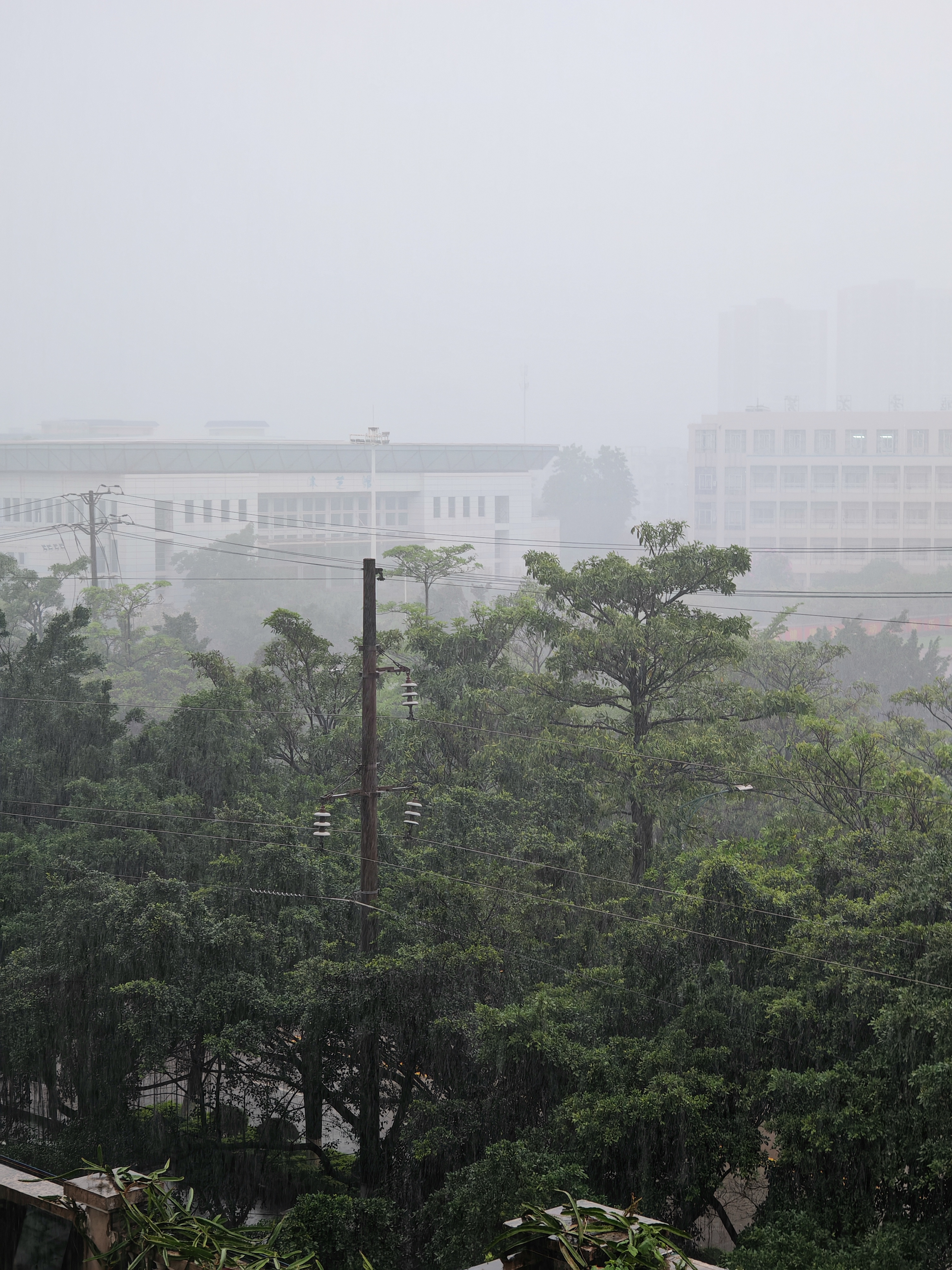 下雨天 雨中的城市,绿色植被与电线杆交织,背景中模糊的建筑若隐若现.