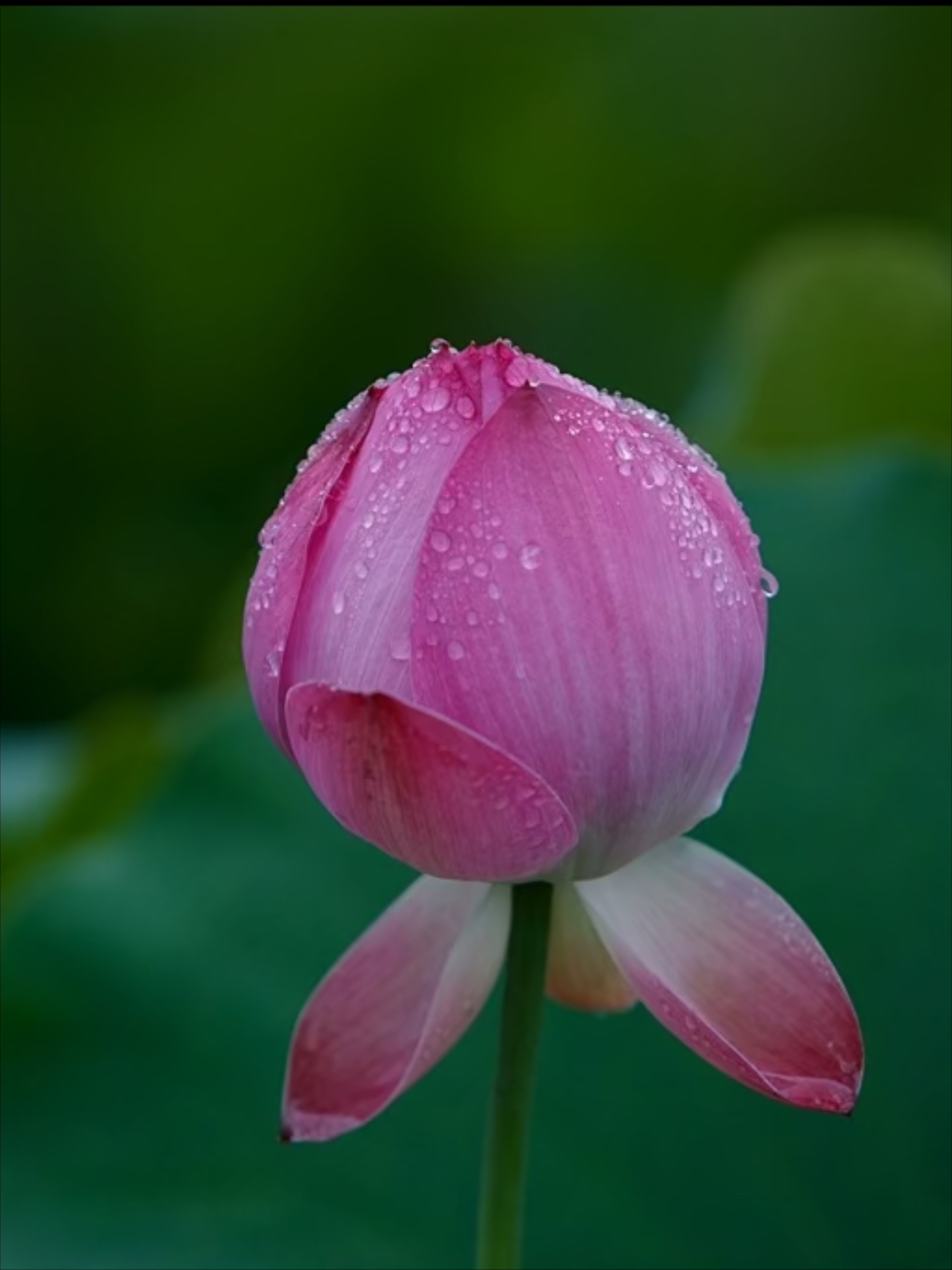 清晨雨露图片 莲花图片