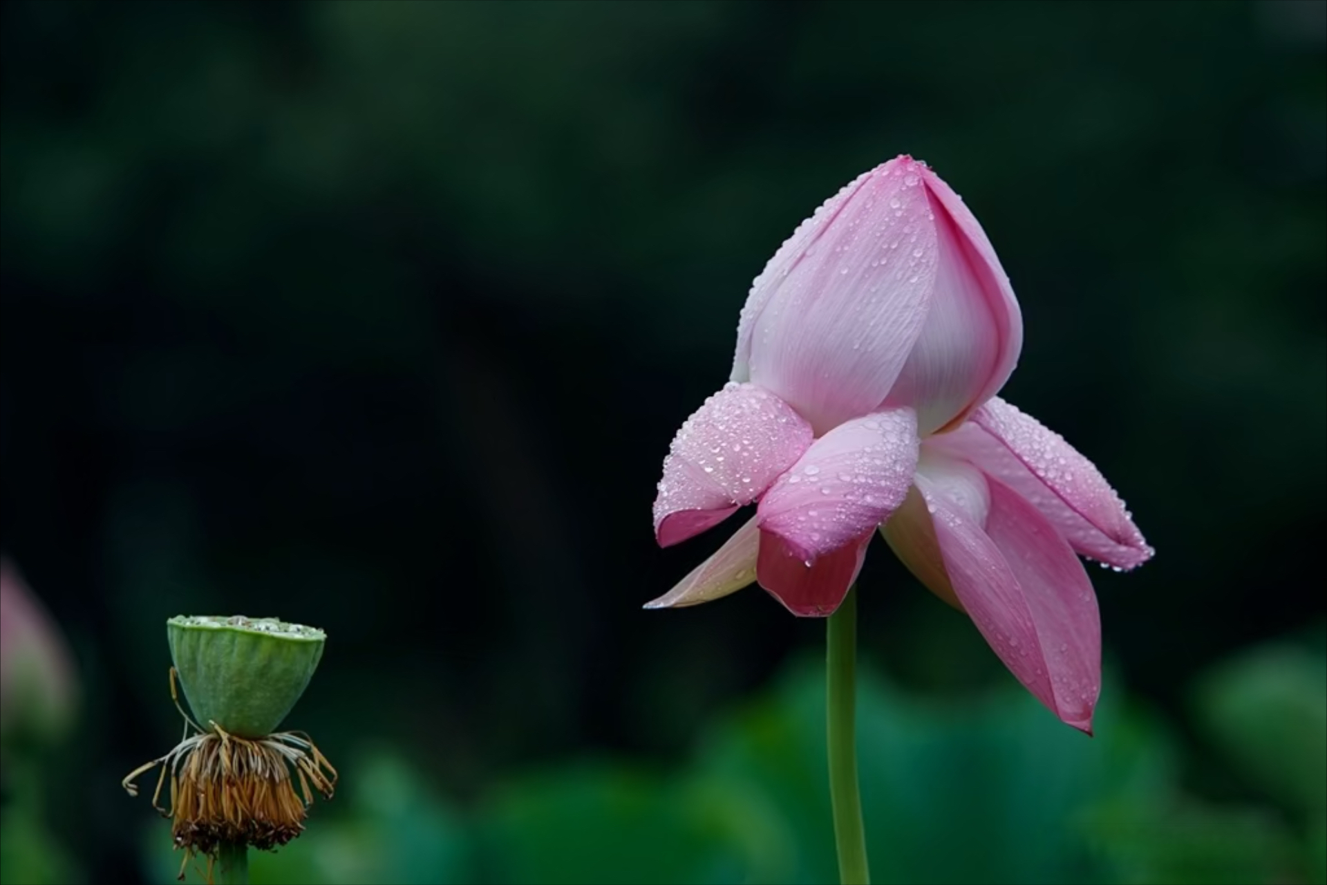 清晨雨露图片 莲花图片