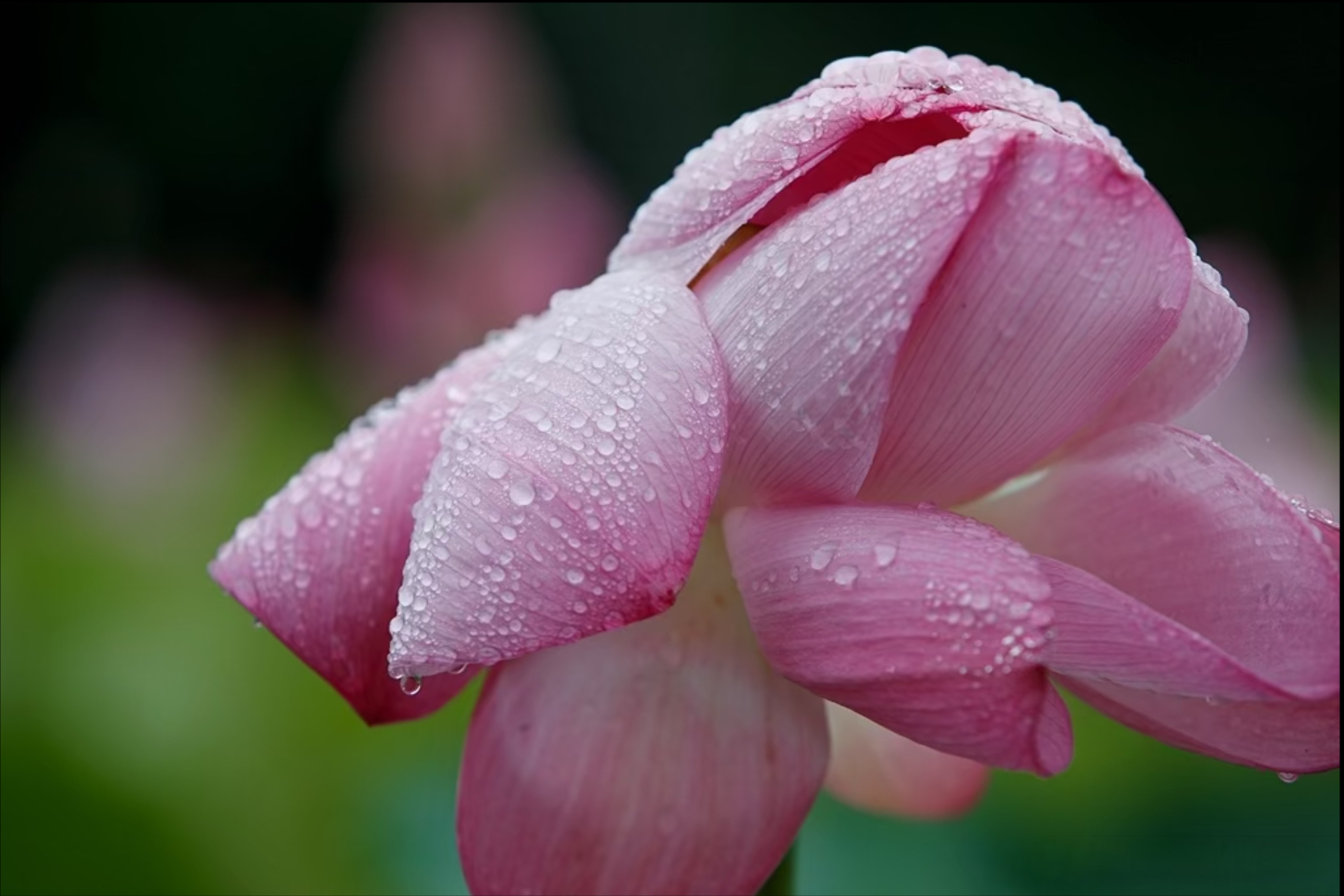 雨露滋润的清晨,一朵含苞待放的荷花,清新脱俗,美得让人心醉