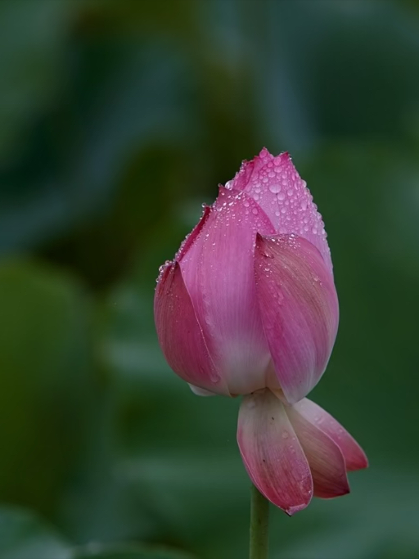 清晨雨露图片 莲花图片