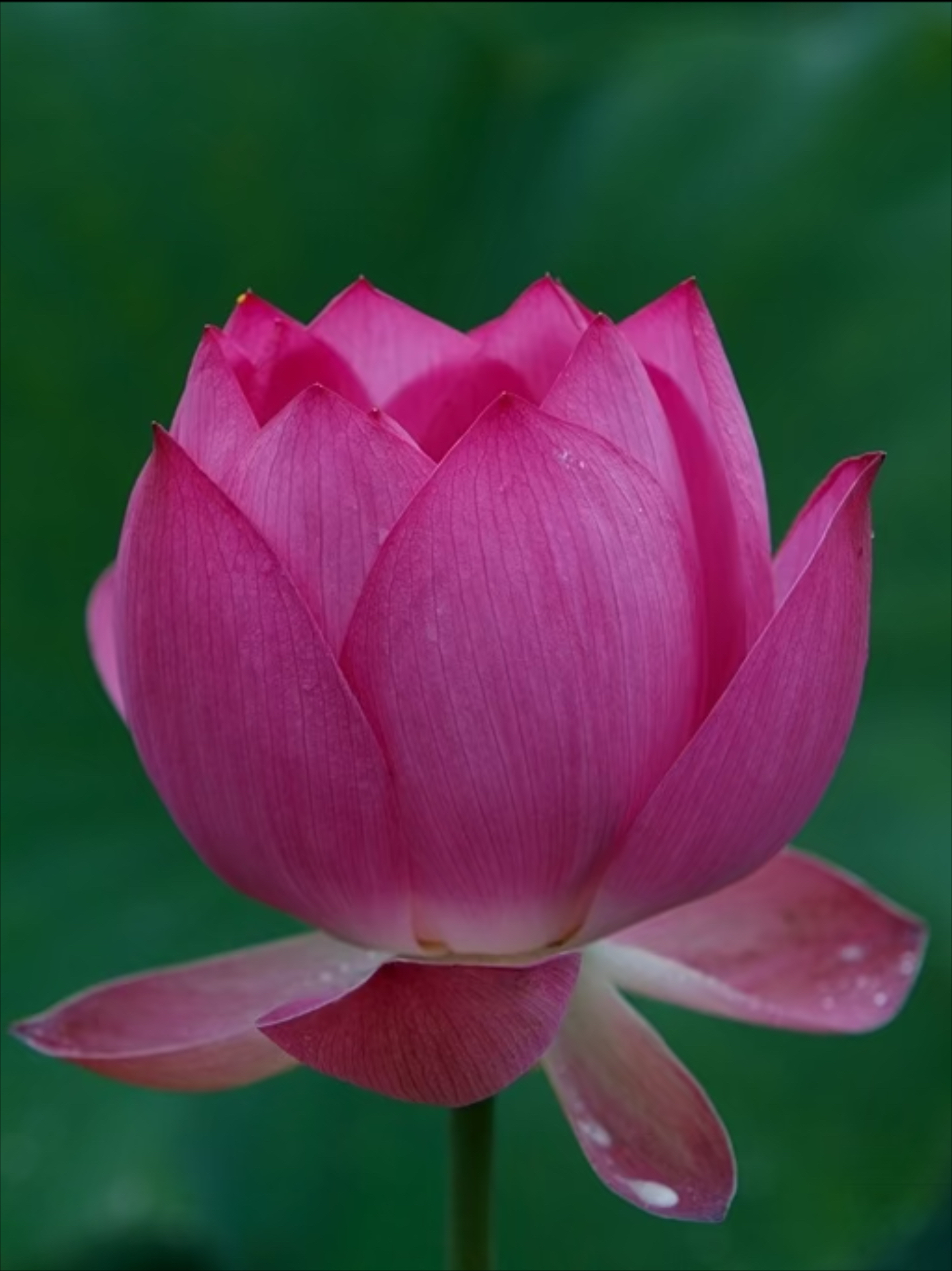 清晨雨露图片 莲花图片