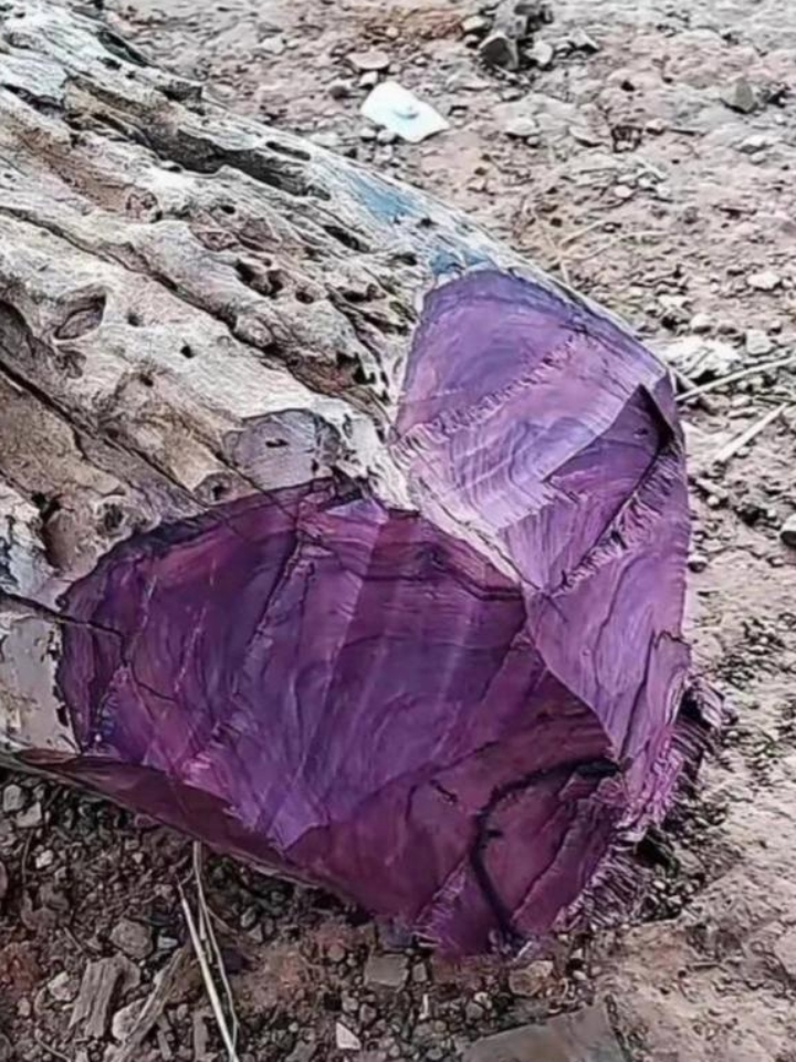 在那片空地上,有一根紫色木头!咱就是说,这啥情况呀?