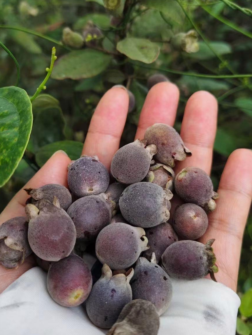 这好像是广西特有的捻子果呀,味道虽美可别贪嘴哦,不然小心便便"闹
