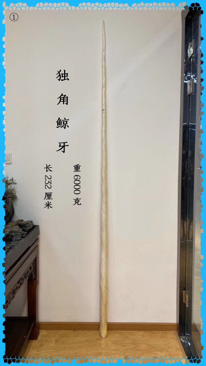 文玩# #独角鲸牙# 独角牙百科:文玩独角是什么东西?