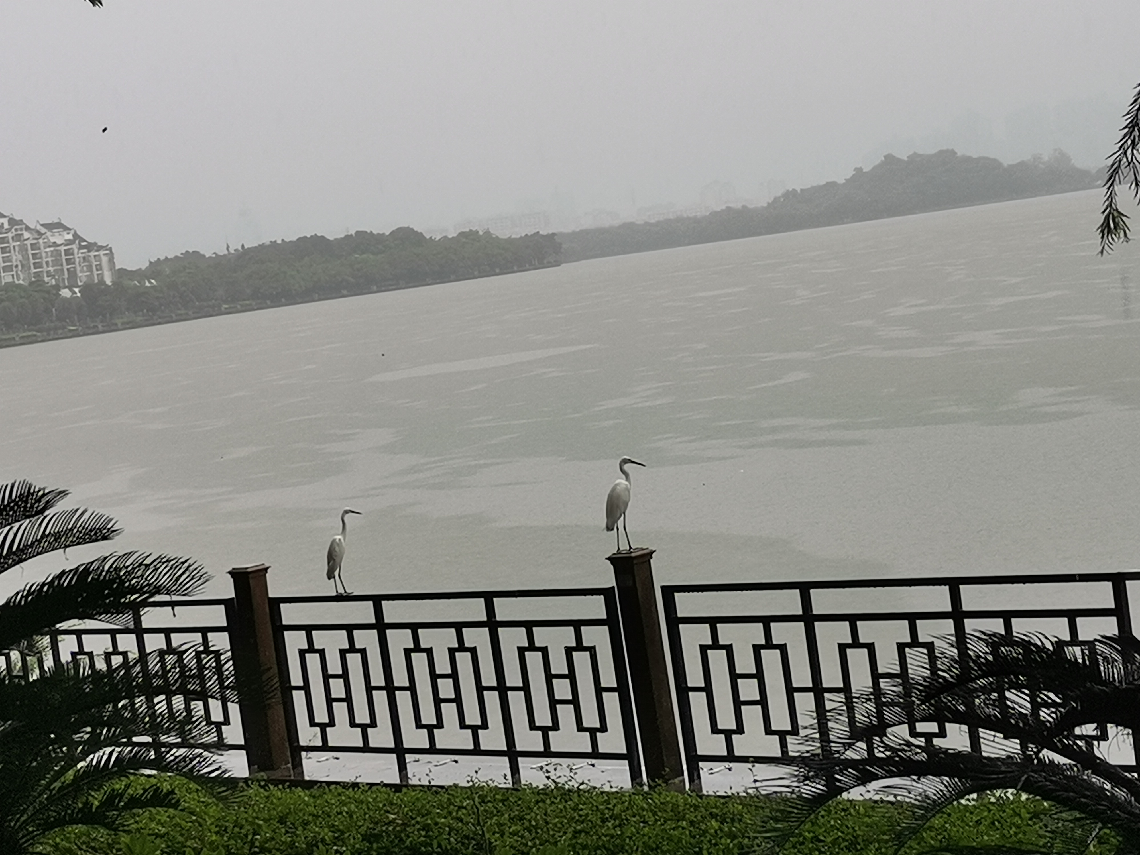 现在的生态环境真的好了很多,白鹤可以随处停歇.