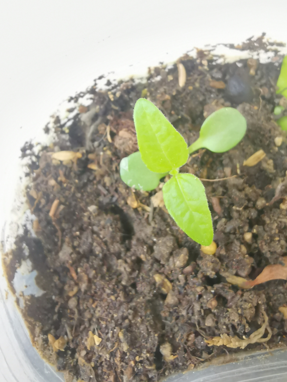 上个月在网上买千头菊种子,发芽了度娘说是杂草,找商家把钱退了