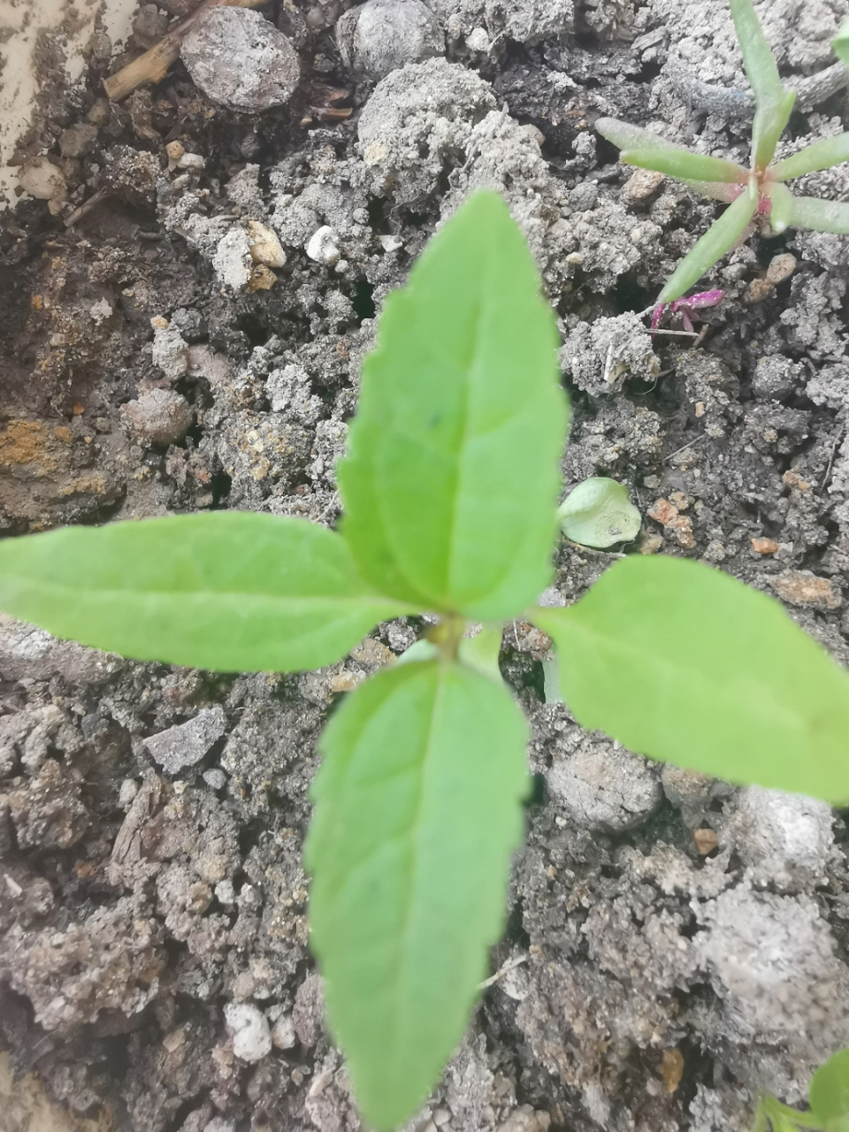 上个月在网上买千头菊种子,发芽了度娘说是杂草,找商家把钱退了