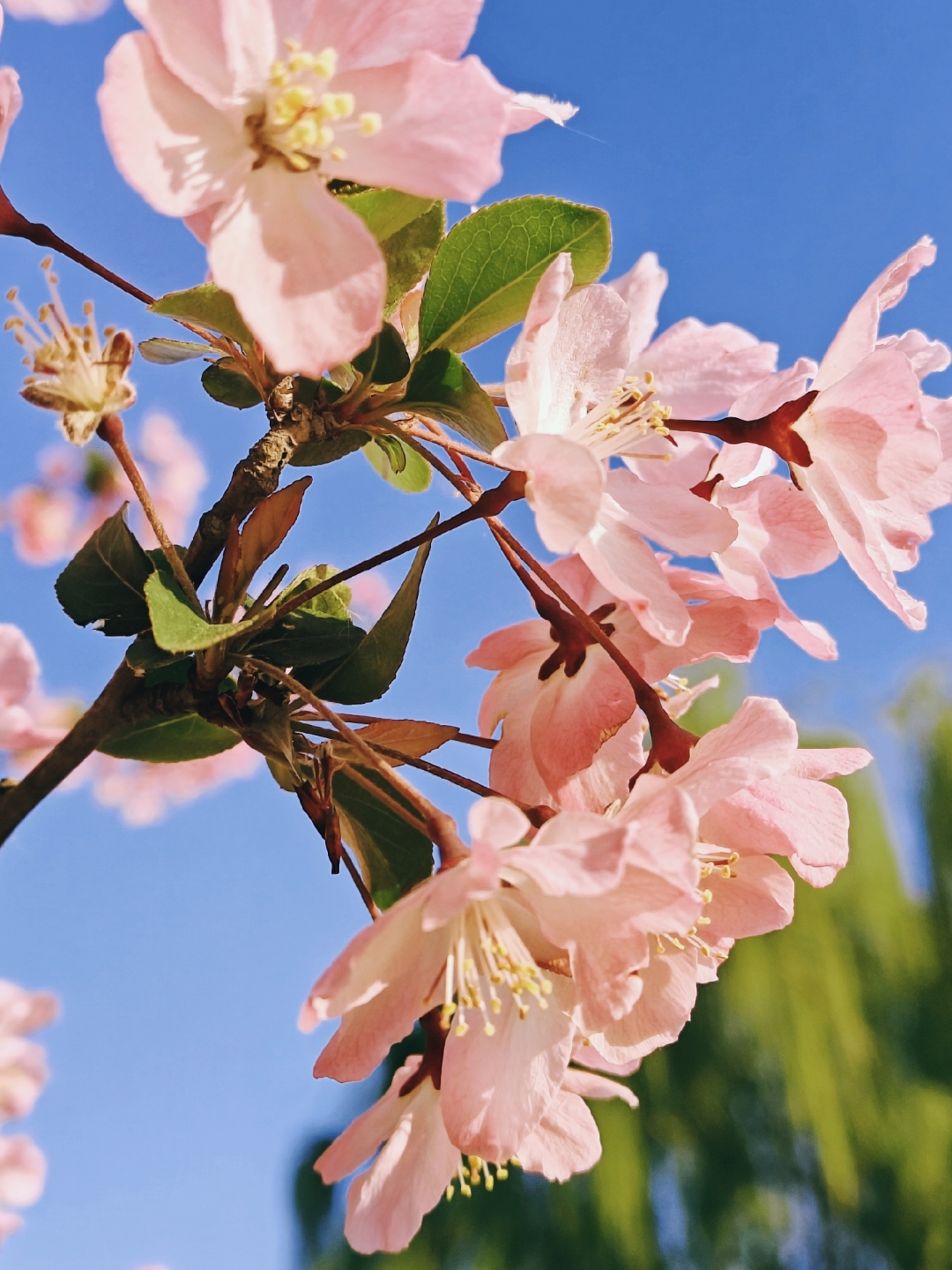 垂丝海棠,以其独特的姿态与韵味,成为春日里一道绝美的风景线