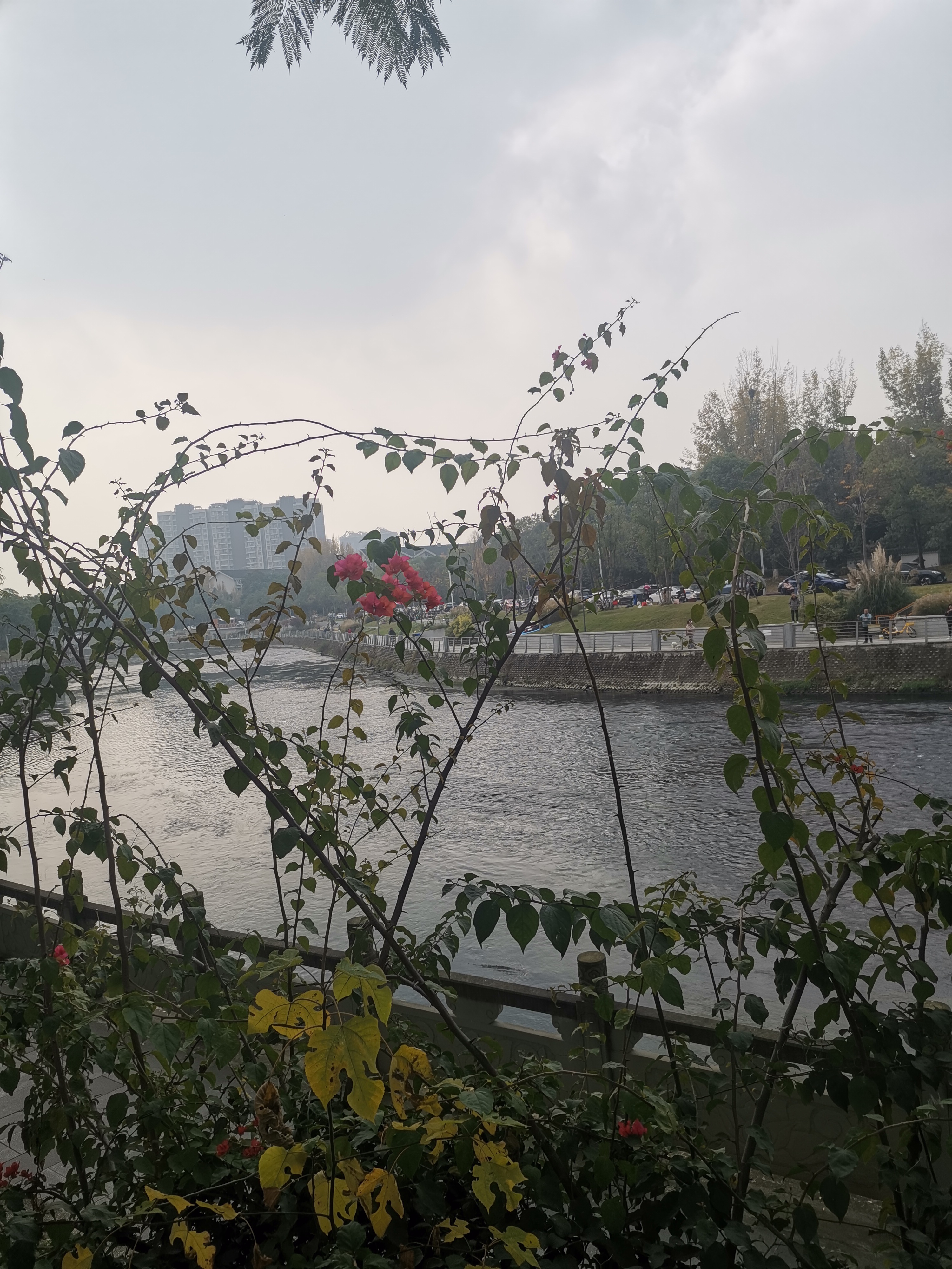 冬日寻芳泗水滨