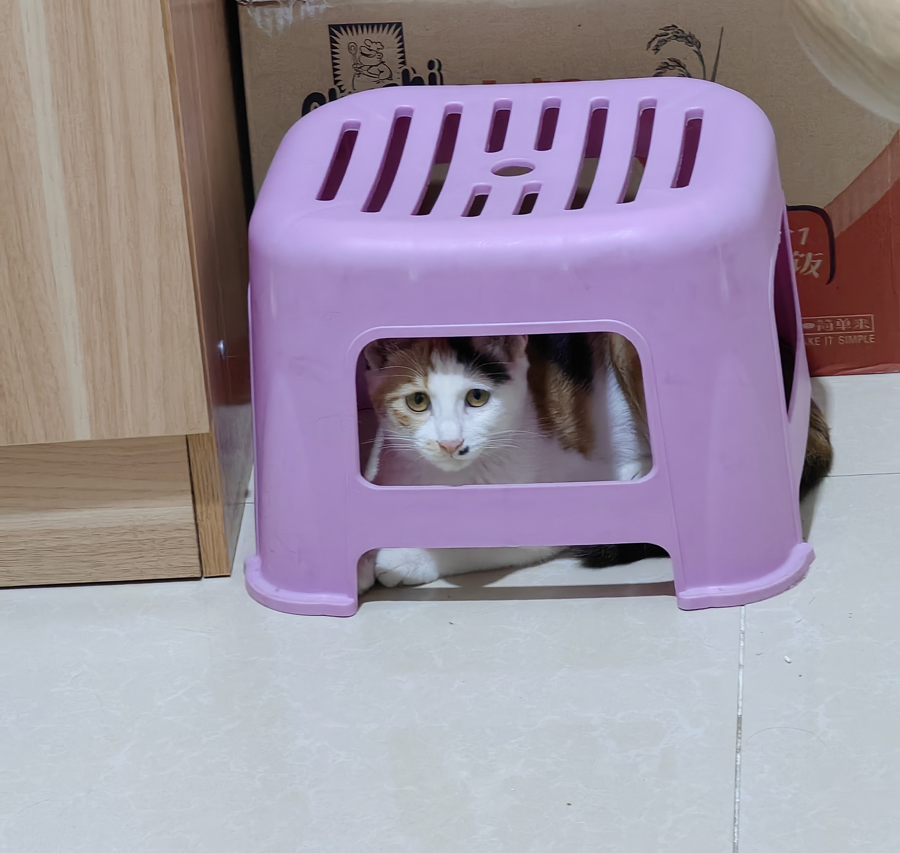 小猫在凳子底下!