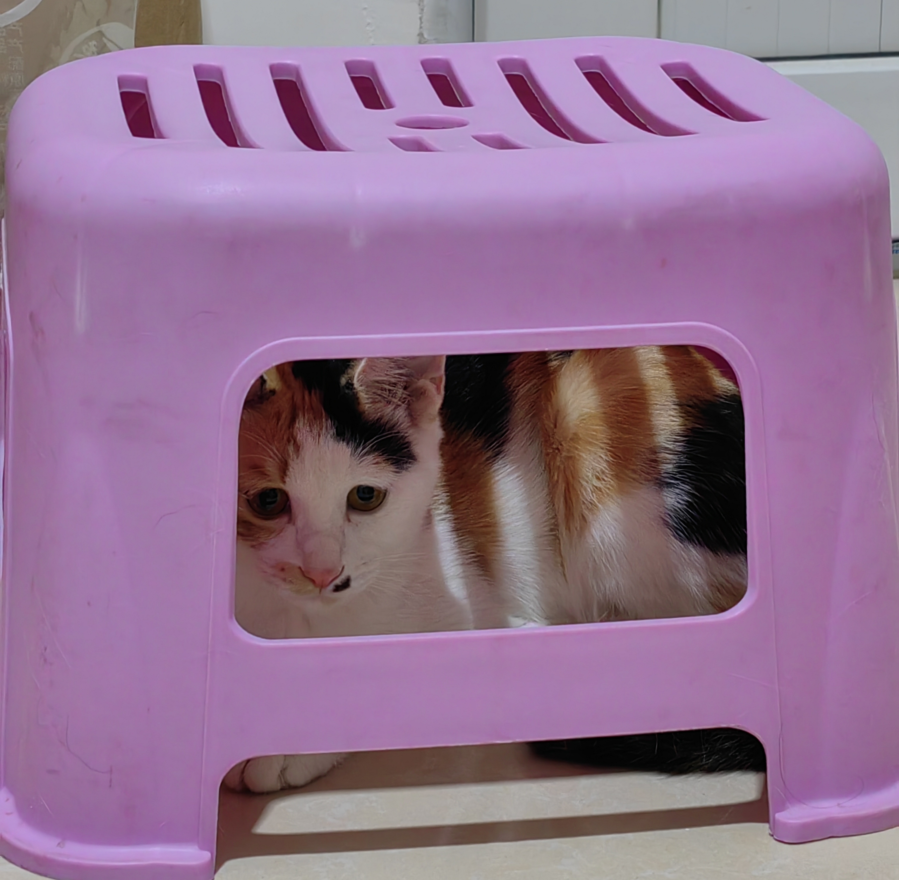 小猫在凳子底下!