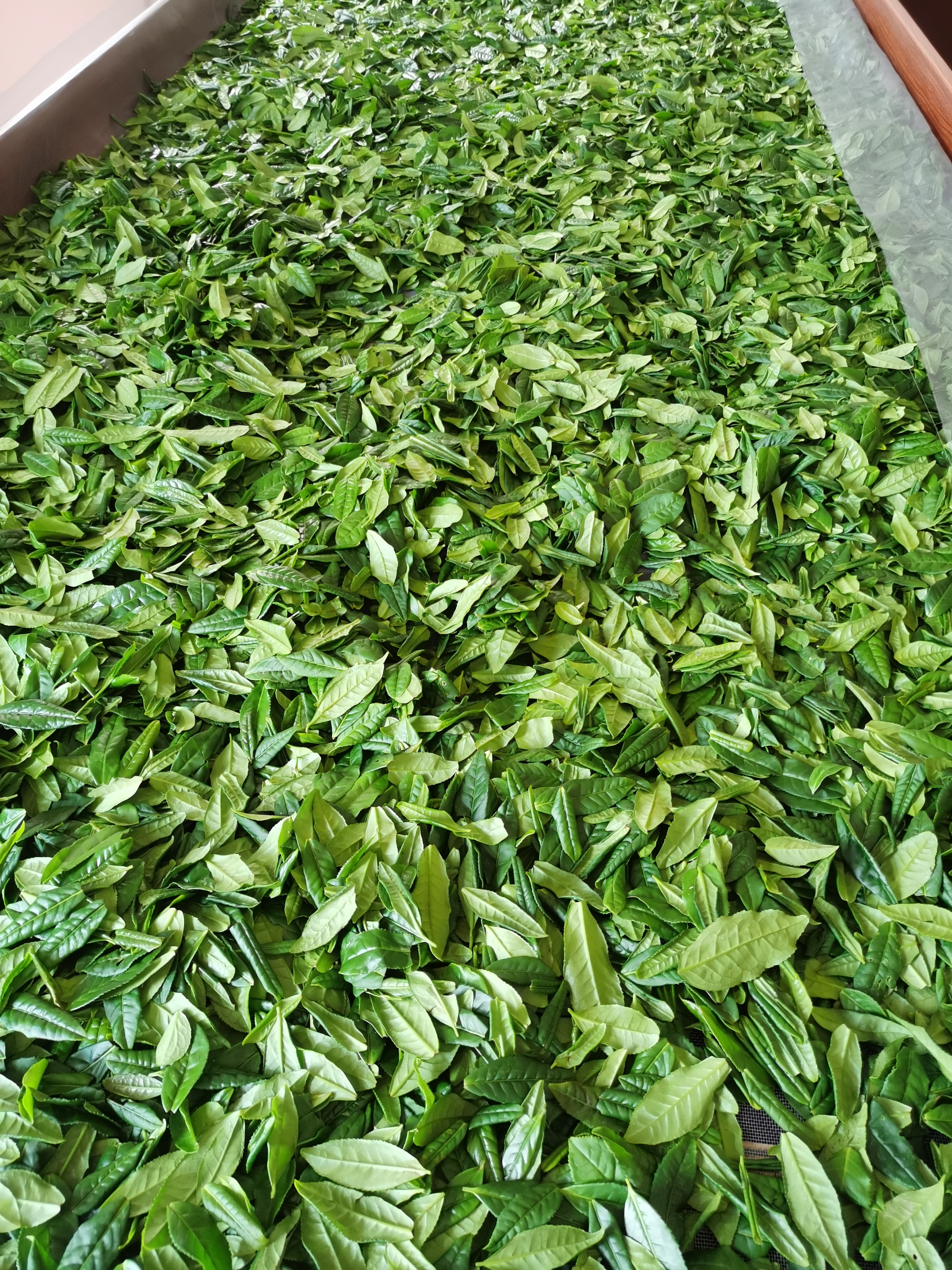 这些鲜亮的绿茶叶,仿佛刚从茶园中采摘下来,每一片都散发着自然的香气