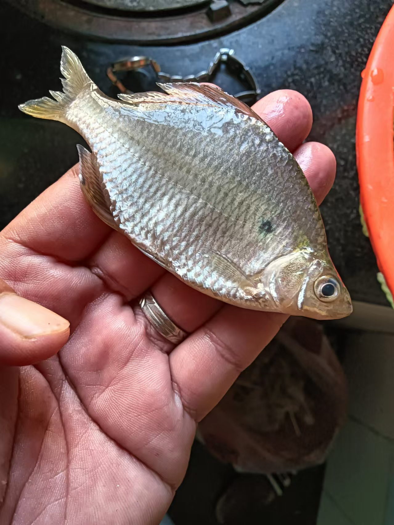 这么大的鳑鲏鱼.