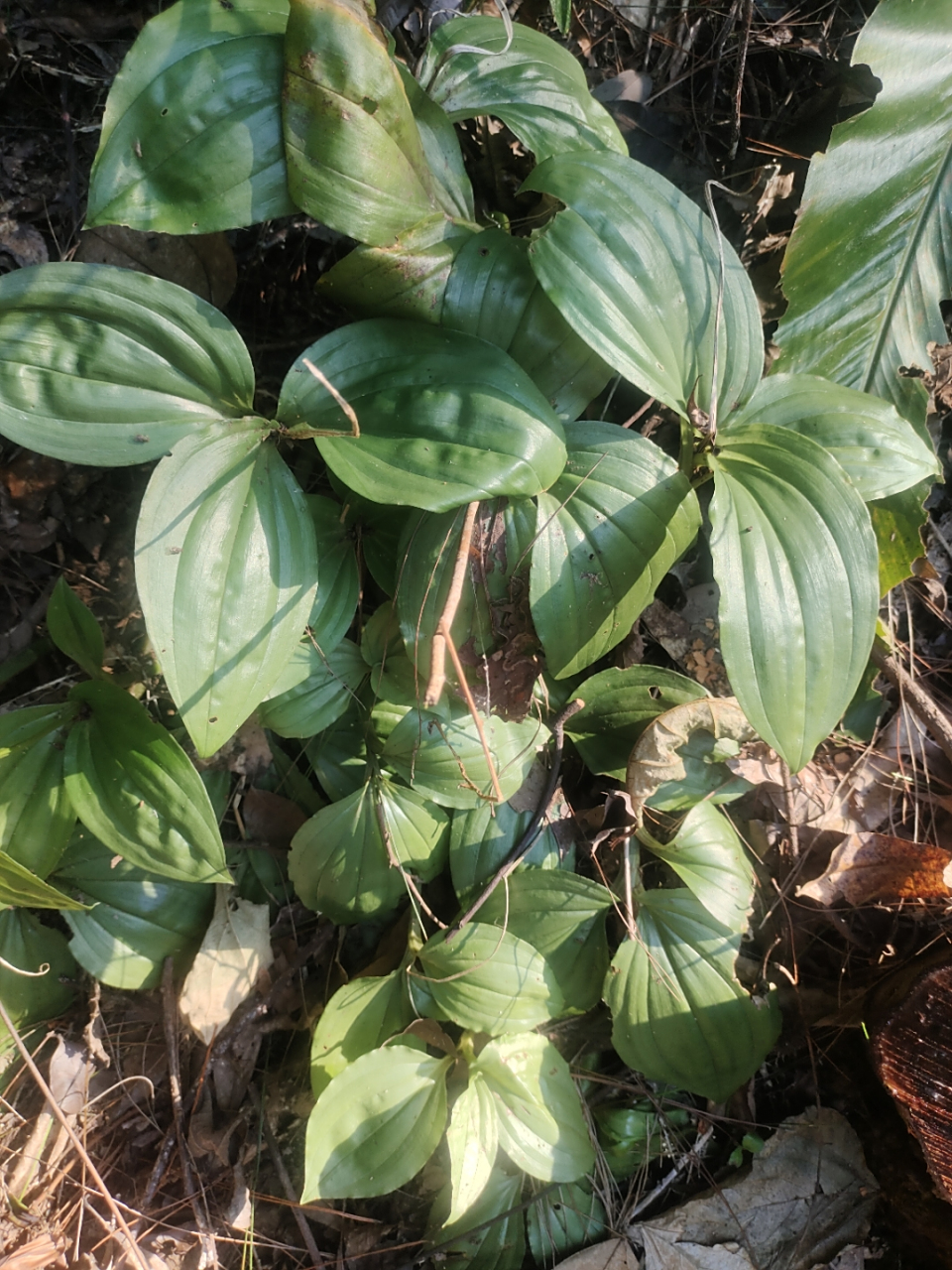 见血清  野生长