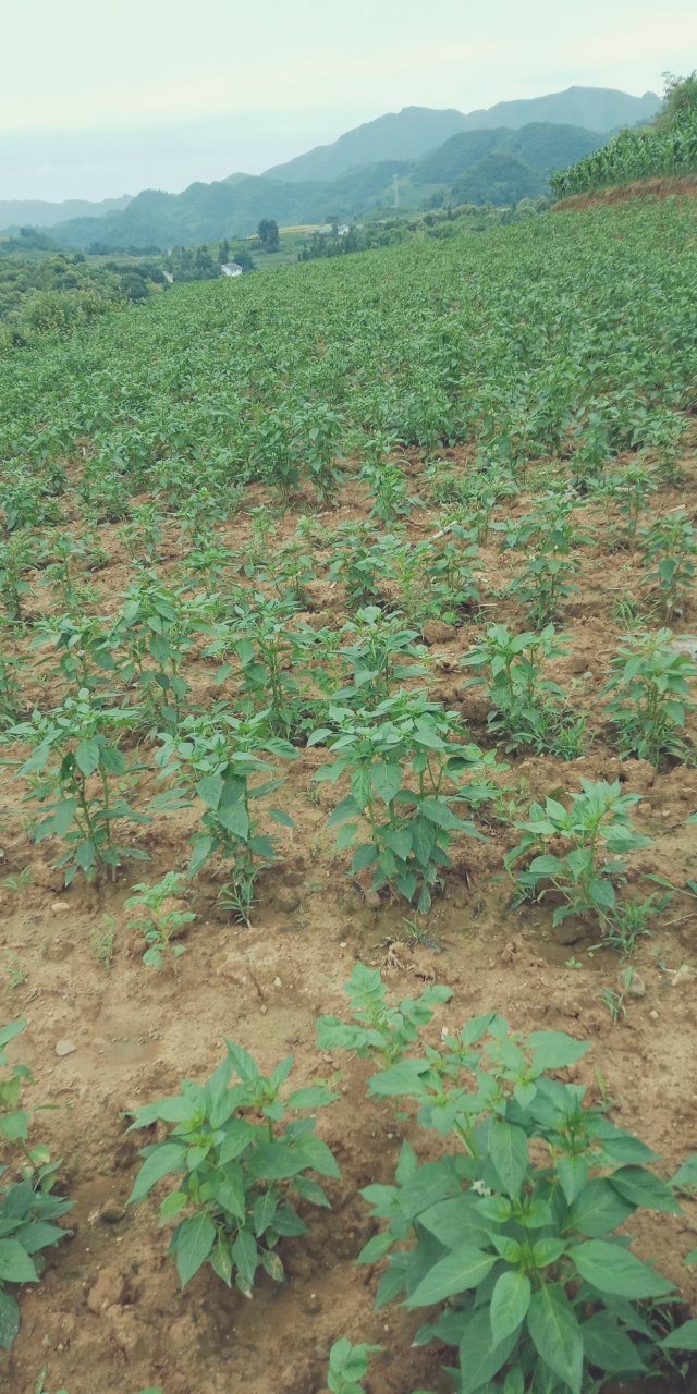 遵义市播州区乐山镇浒洋水村