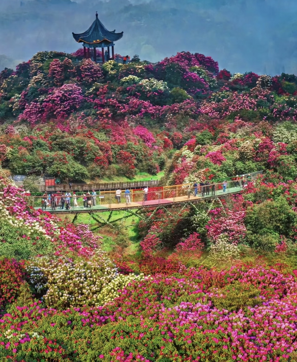 百里杜鹃景区介绍图片