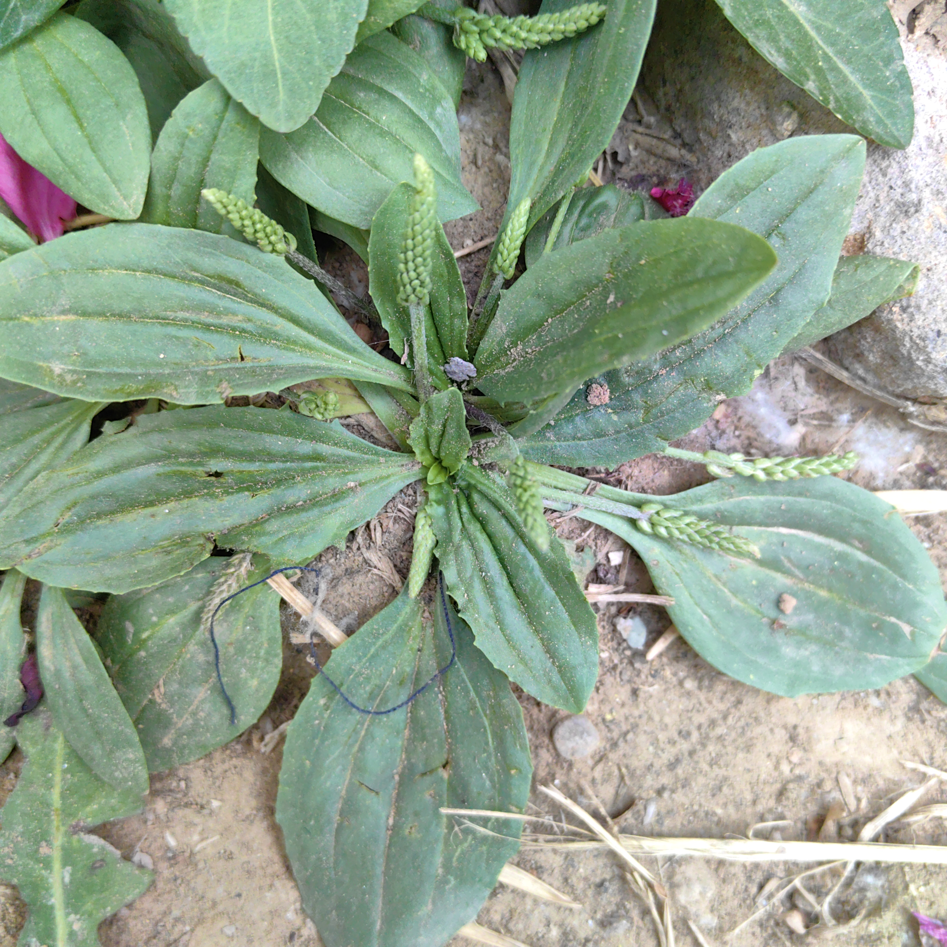 常见野菜种类图片