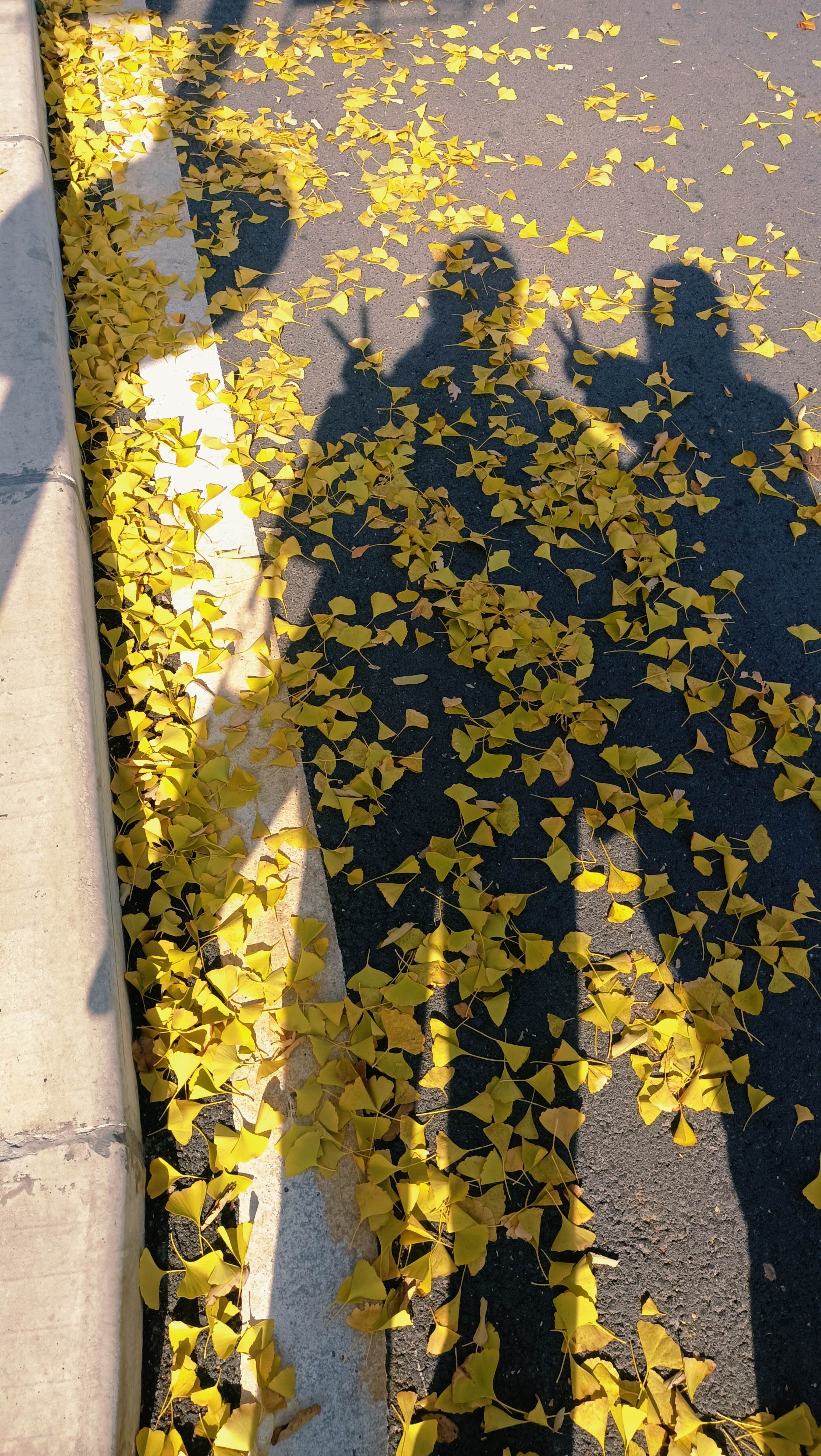 郑州城市职业学院# 这里我们学会了独立,坚强和自信.