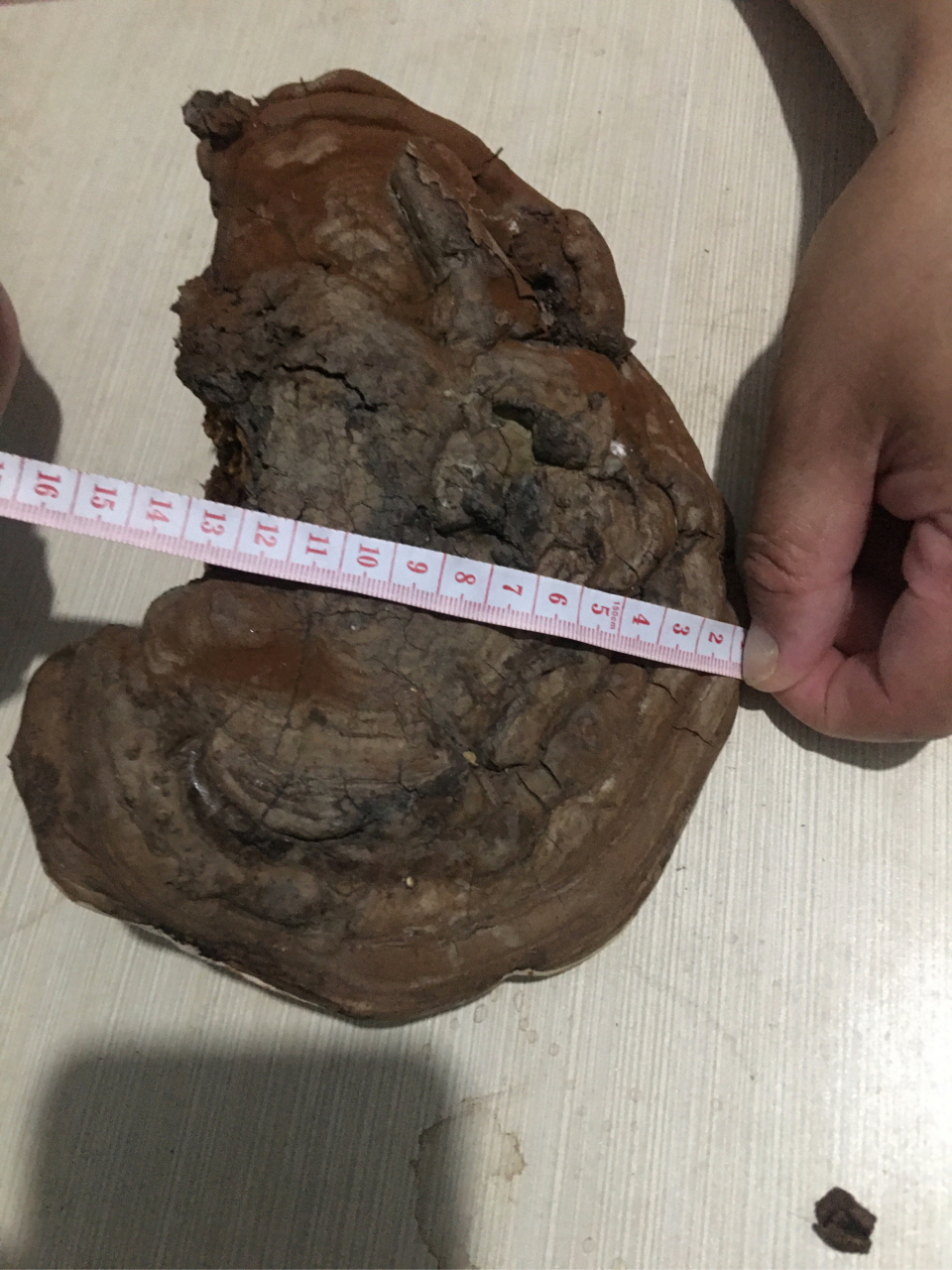香樟树上生长的野生大灵芝,有需要的联系.