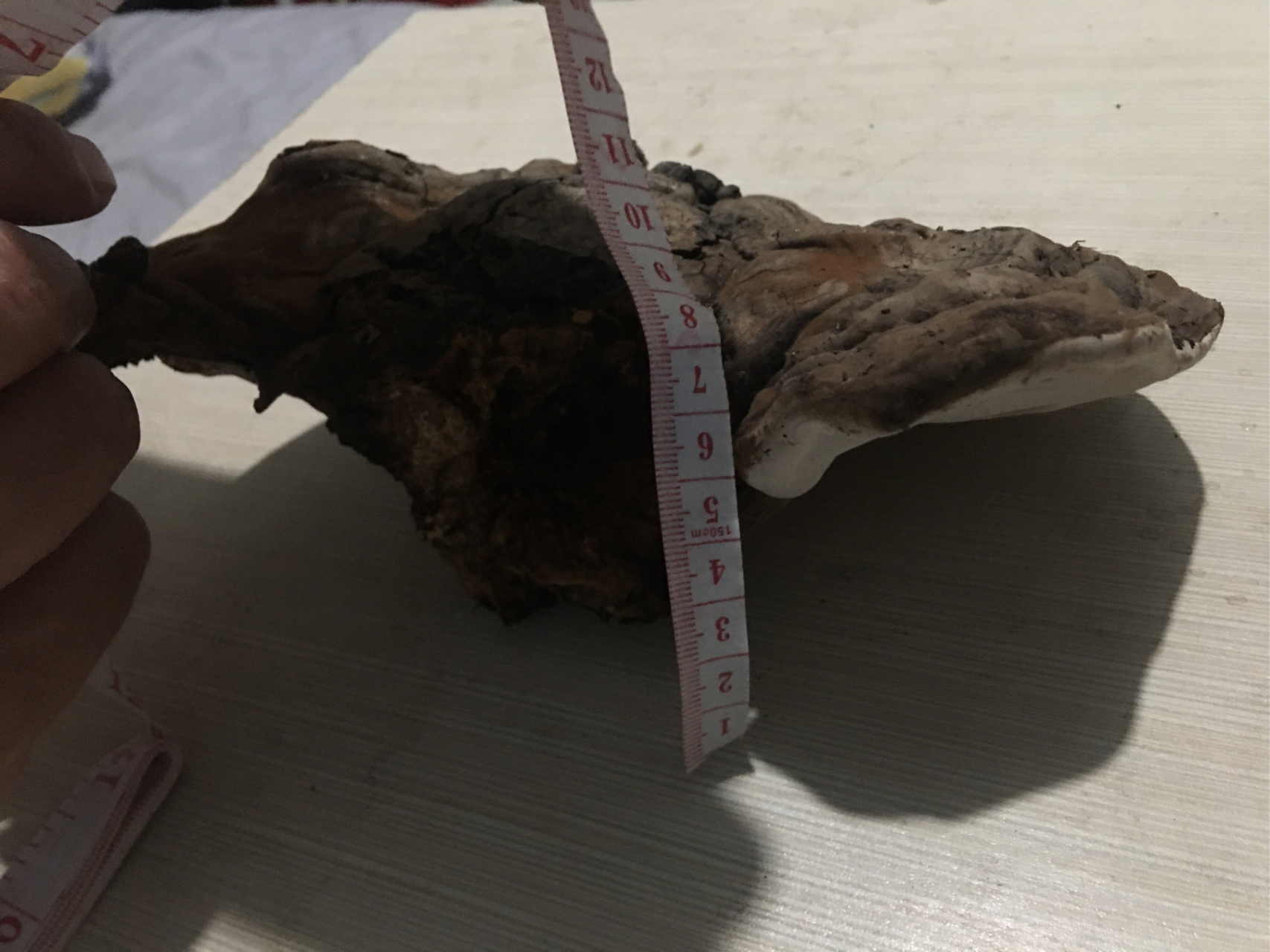 香樟树上生长的野生大灵芝,有需要的联系.