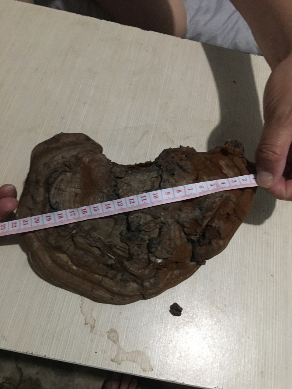 香樟树上生长的野生大灵芝,有需要的联系.