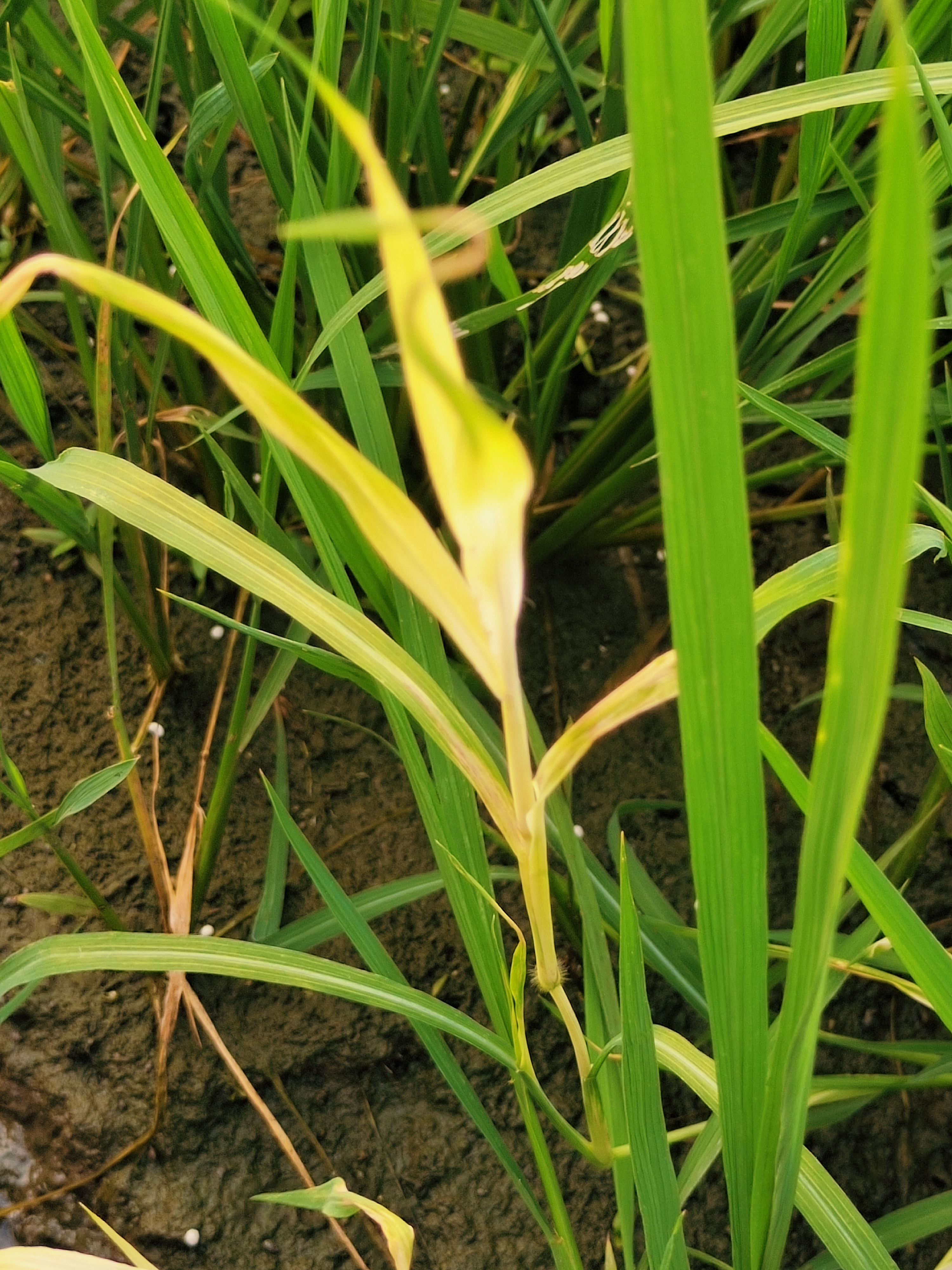 这个稻田里的秧苗都都一片一片白化了,是有病还是变异了