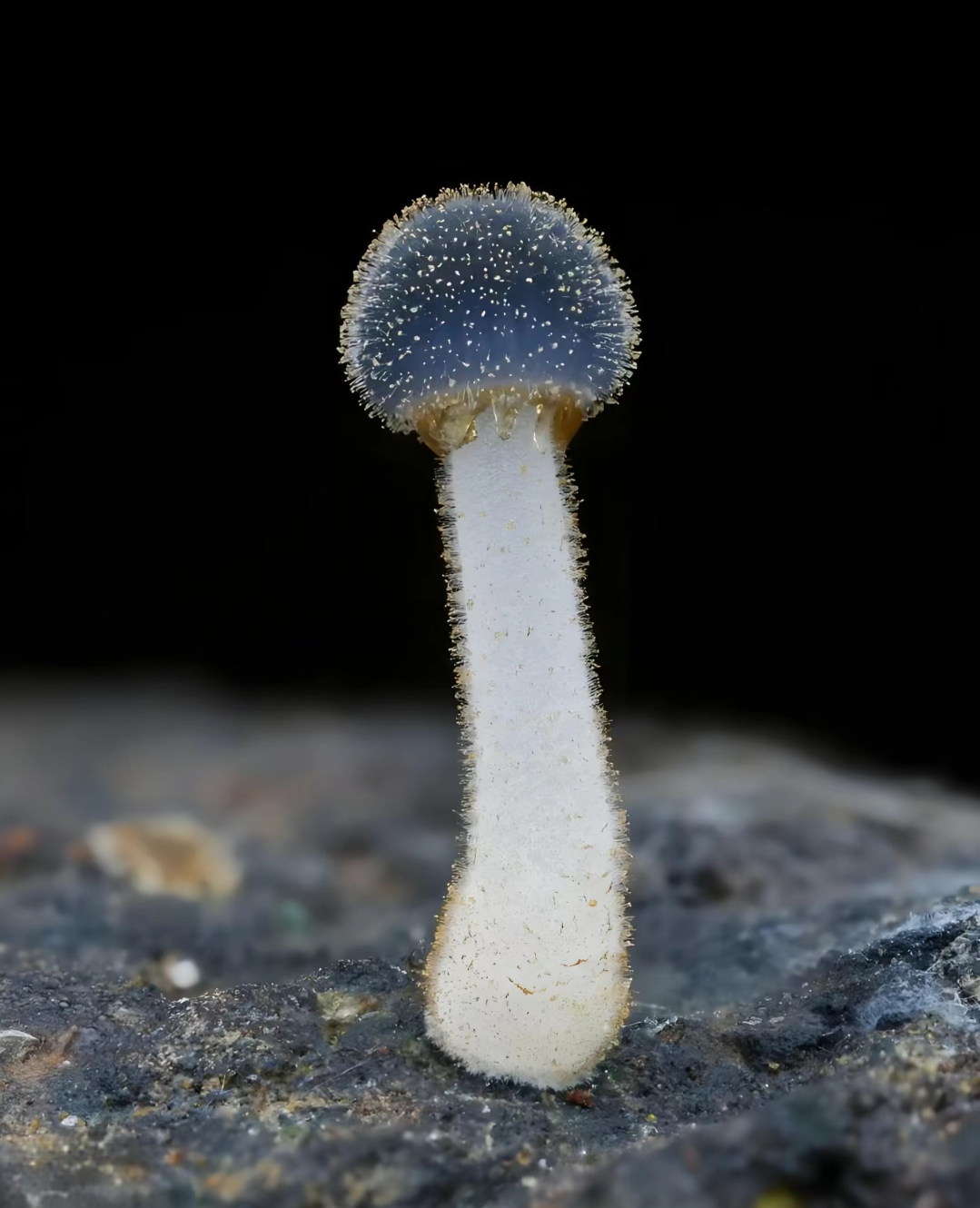 幼时蓝色,老熟后 褪为淡蓝色或灰白,表面有白色绒毛.