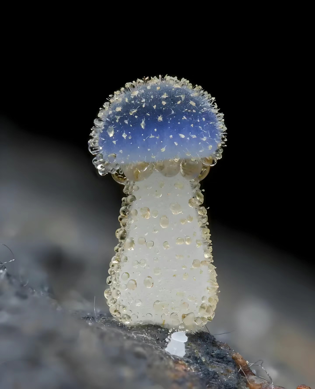 幼时蓝色,老熟后 褪为淡蓝色或灰白,表面有白色绒毛.