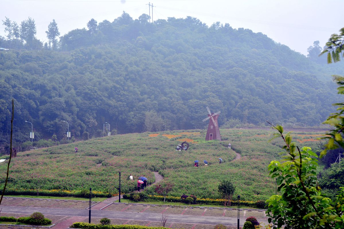 重庆市北碚区三溪口最近一段时间火起来了,因为那里有很大一片花海,还
