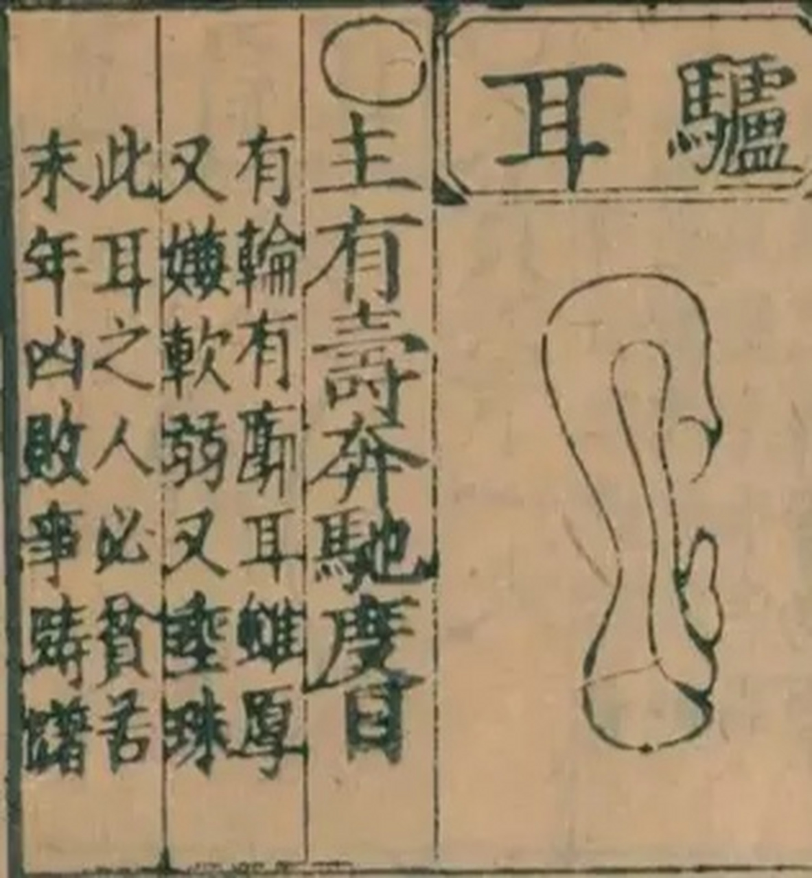 人常说耳朵大有福, #匠心计划# 面相驴耳:奔驰度外 有轮有廓耳虽厚,又