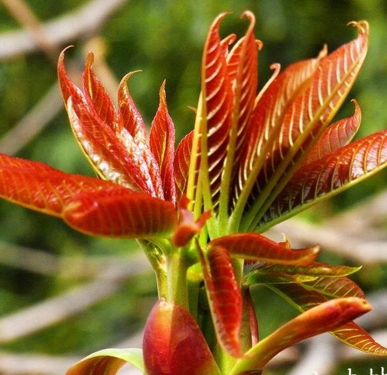 香椿芽,又名椿芽,是香椿树的嫩芽,是一种营养价值极高的食材.