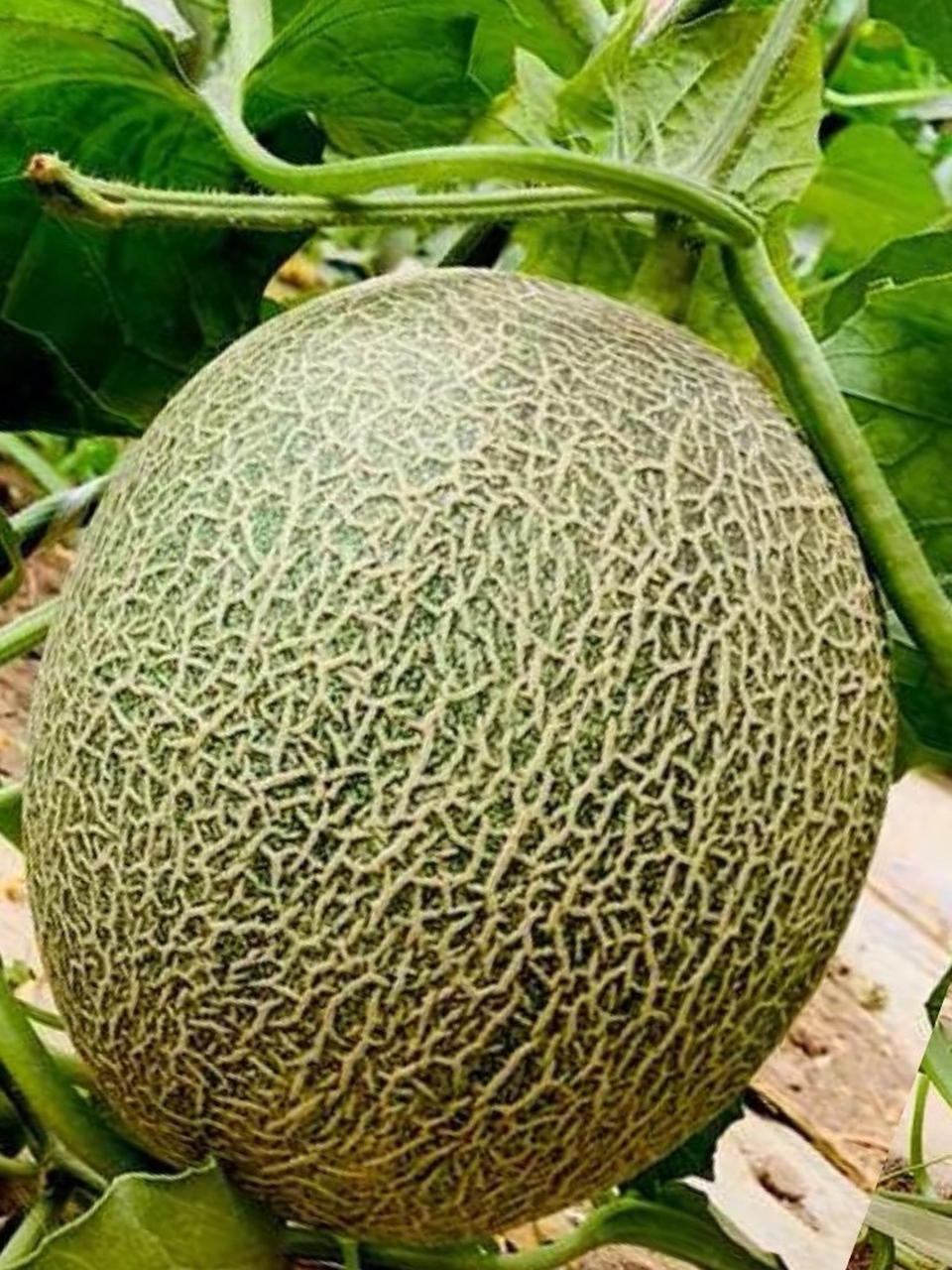 新疆哈密瓜,源自中国新疆维吾尔自治区东部的哈密市,享有"瓜中之王"的