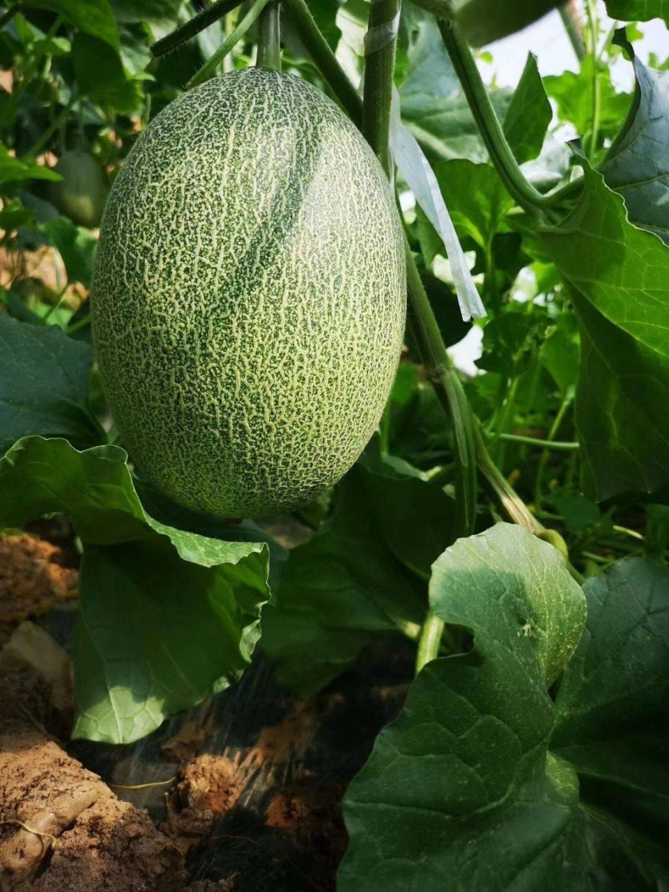 新疆哈密瓜,源自中国新疆维吾尔自治区东部的哈密市,享有"瓜中之王"的