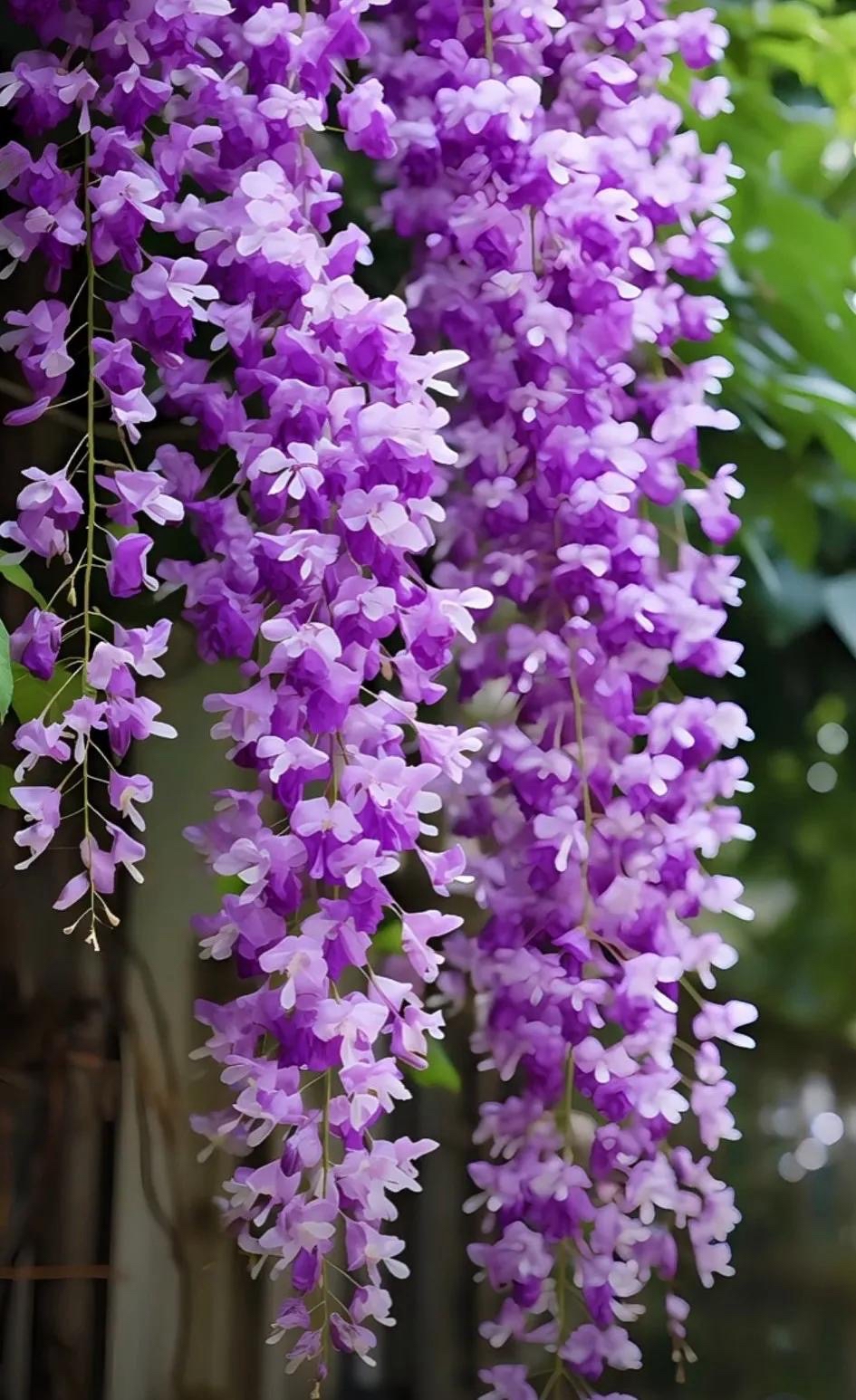 紫藤花,又称紫藤,藤花,朱藤,拉丁学名为wisteria sinensis,是豆科紫藤