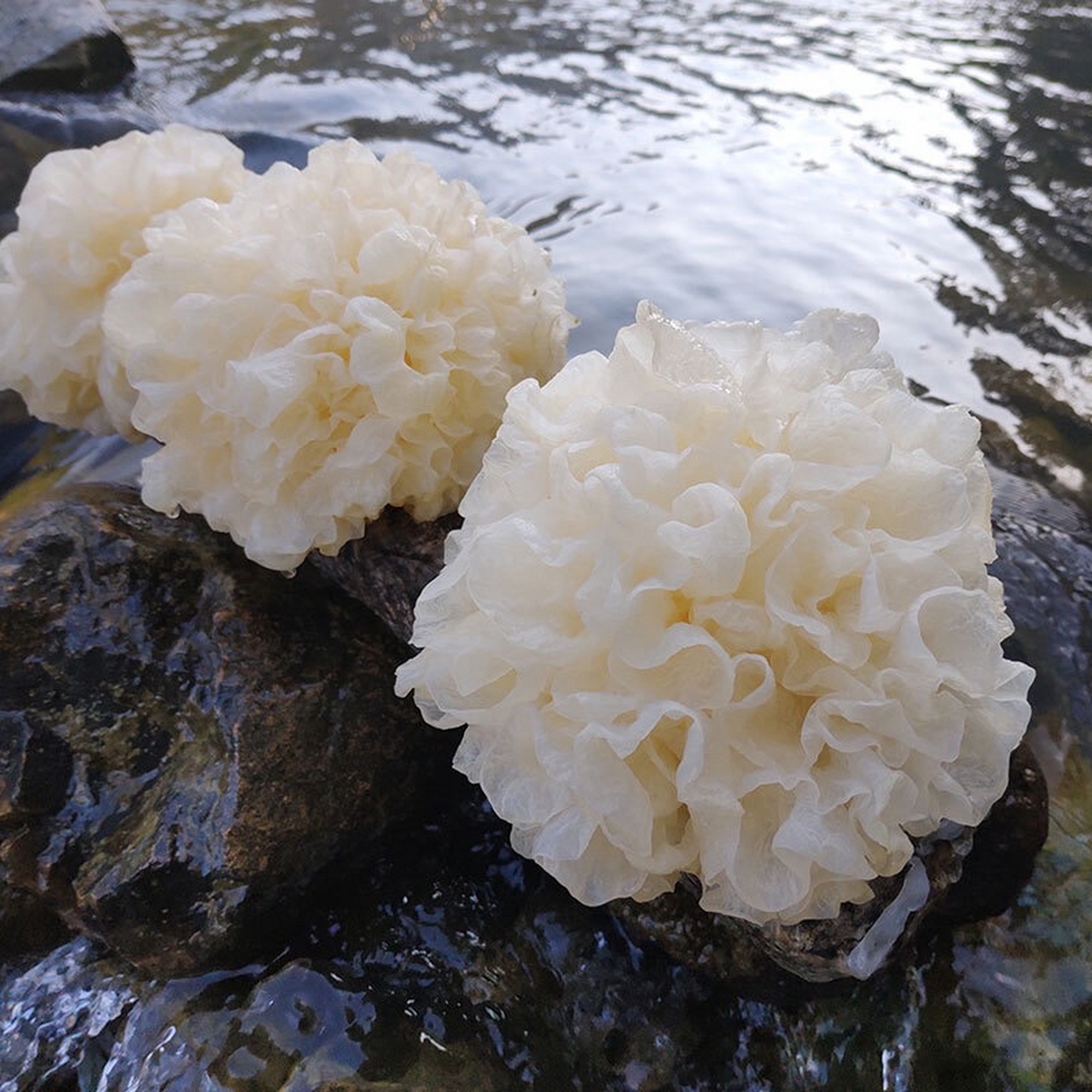 高山有机银耳,顾名思义,是生长在高海拔地区的有机银耳,它是一种珍贵