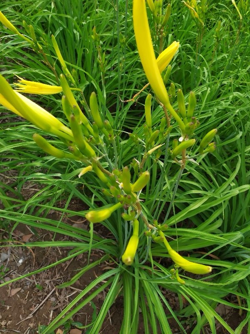 野生黄花菜,又称野黄花,野蓝草,为败酱科多年生草本植物,常生于海拔
