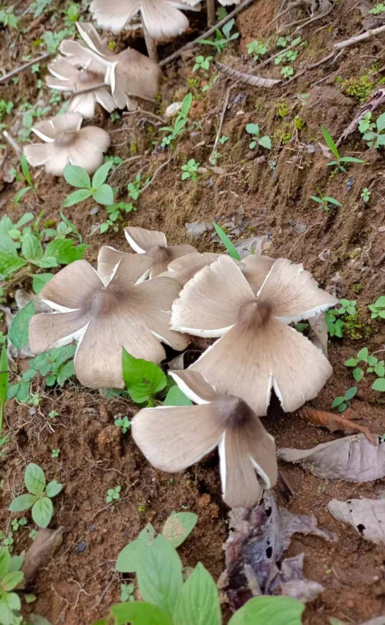 食用真菌图片