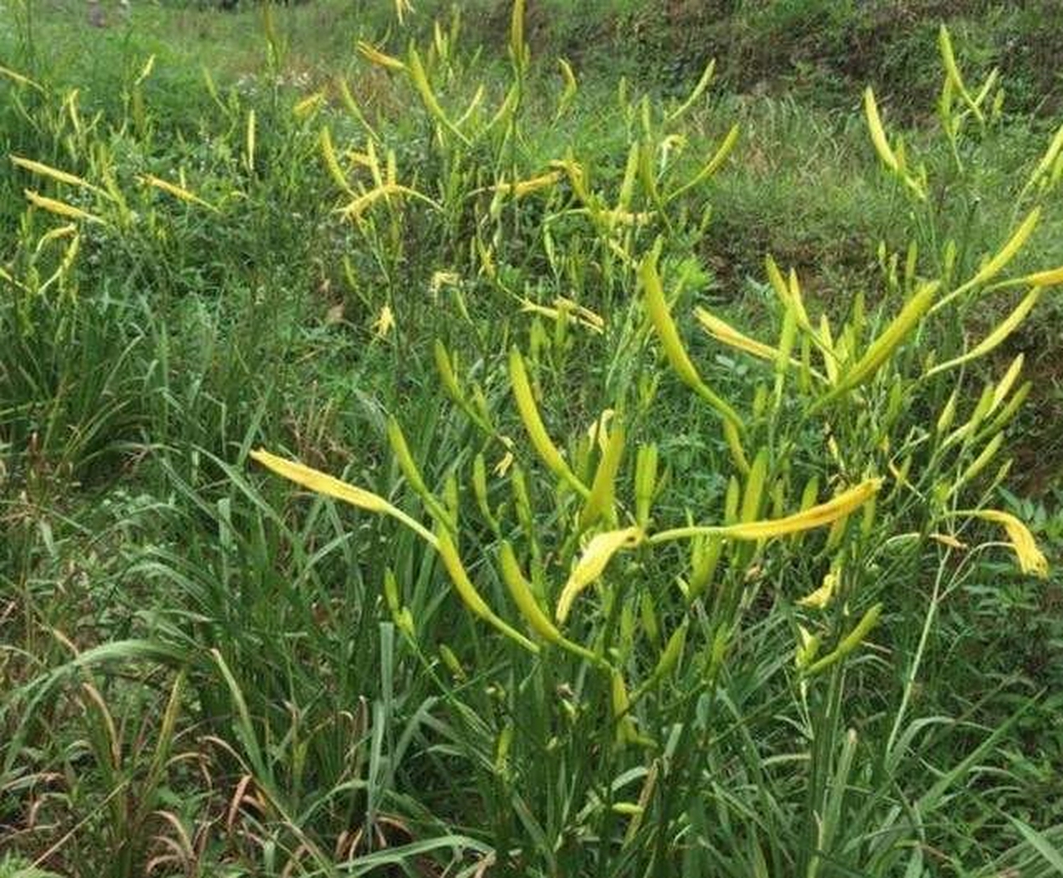 野菜黄芽菜图片图片