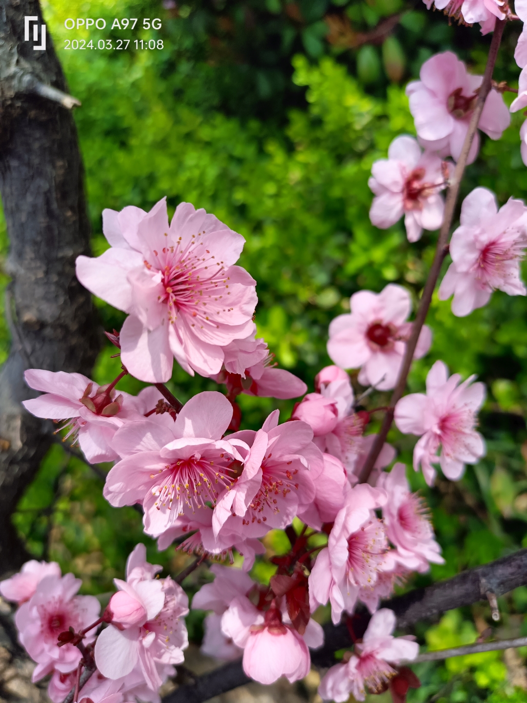 在这桃花盛开的季节,我想借古人之诗,带你走进那如梦如幻的桃花世界.
