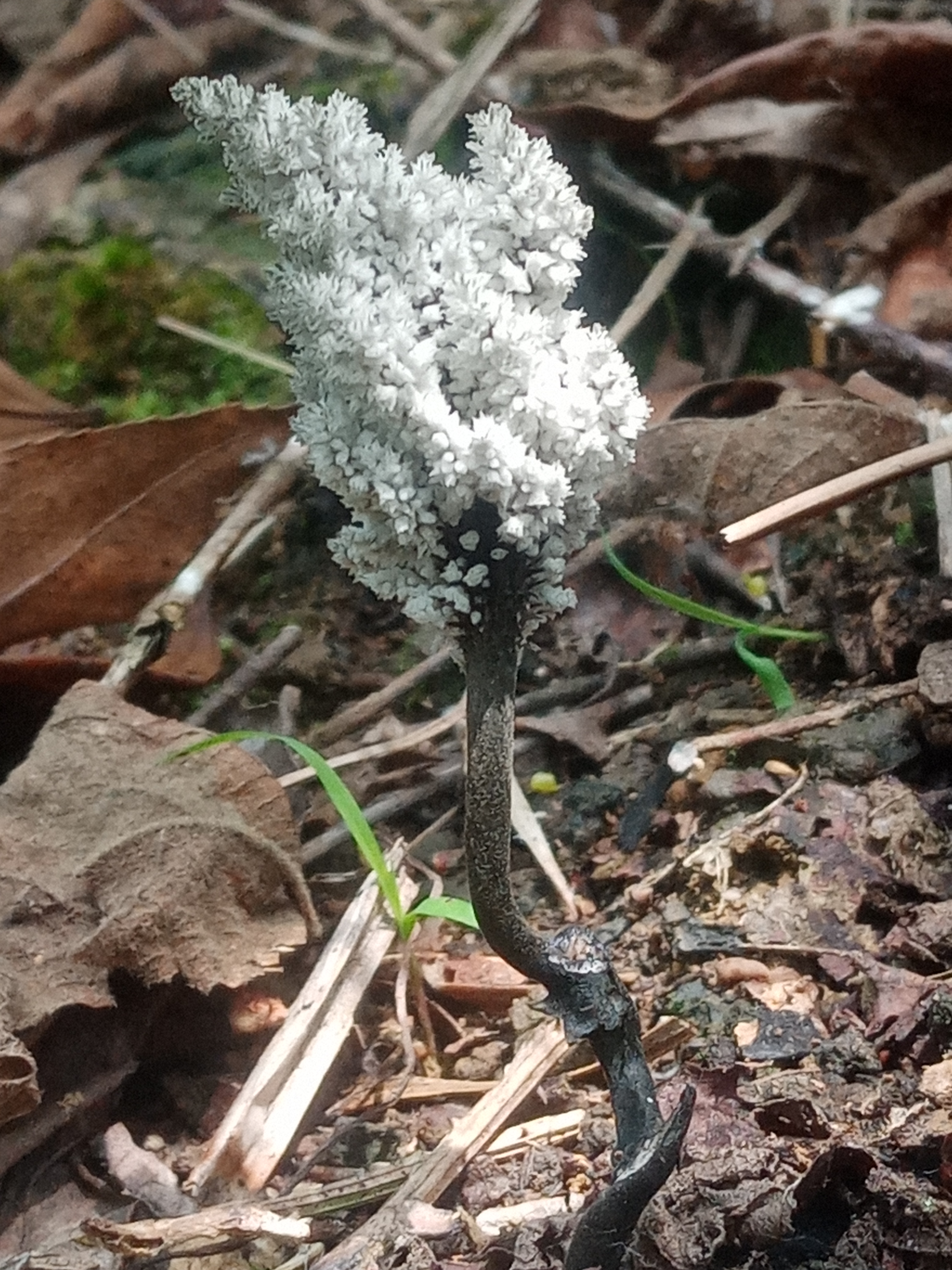 神秘植物揭秘  偶遇这株奇异植物,根部黑灰交错,仿佛诉说着古老的秘密