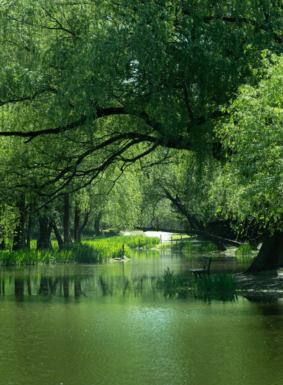 百家接力赛#在上海~共青森林 闯入一个巨大的绿色能量场 春天 万物