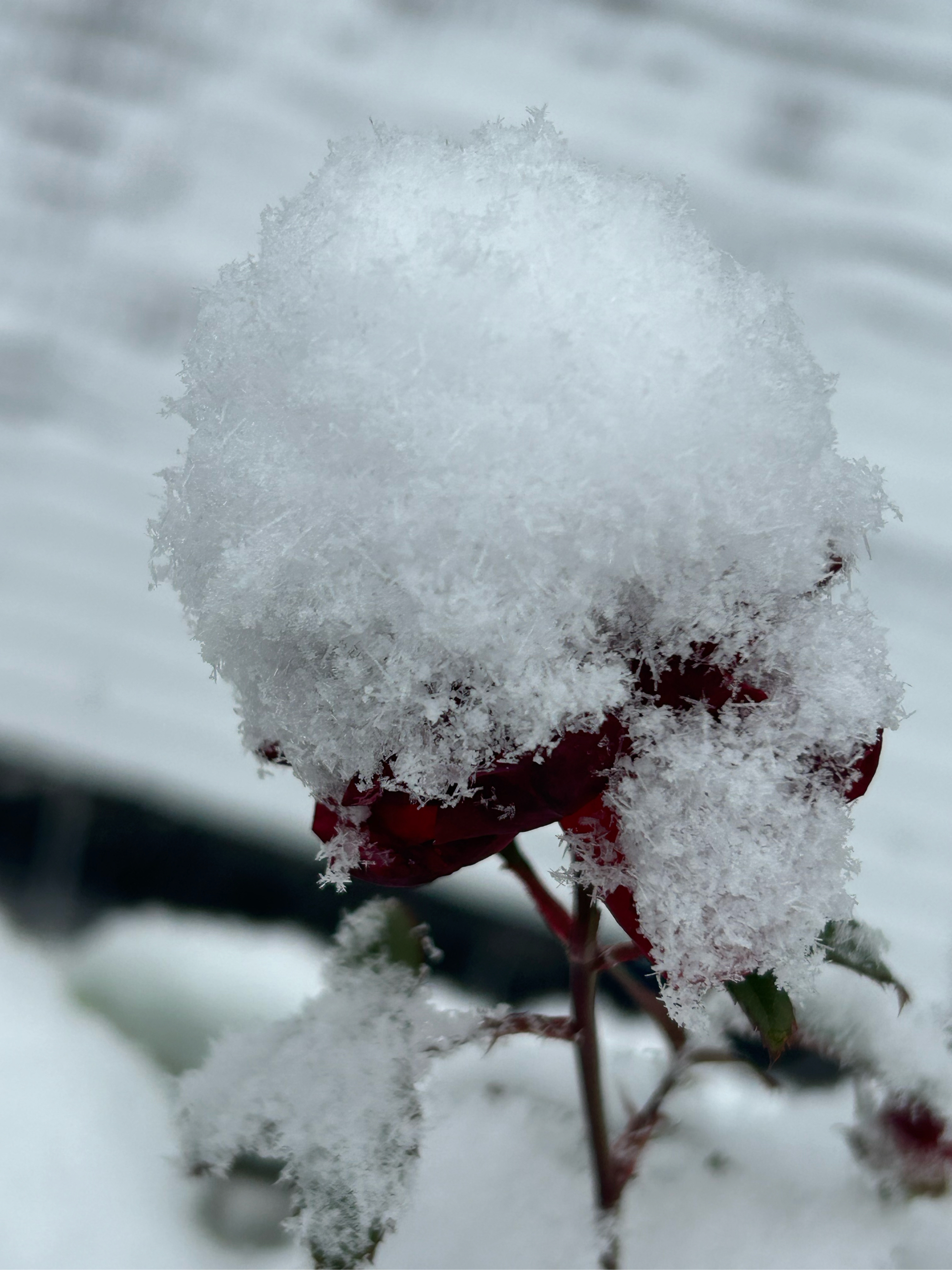 每片雪花都像是大自然的魔法